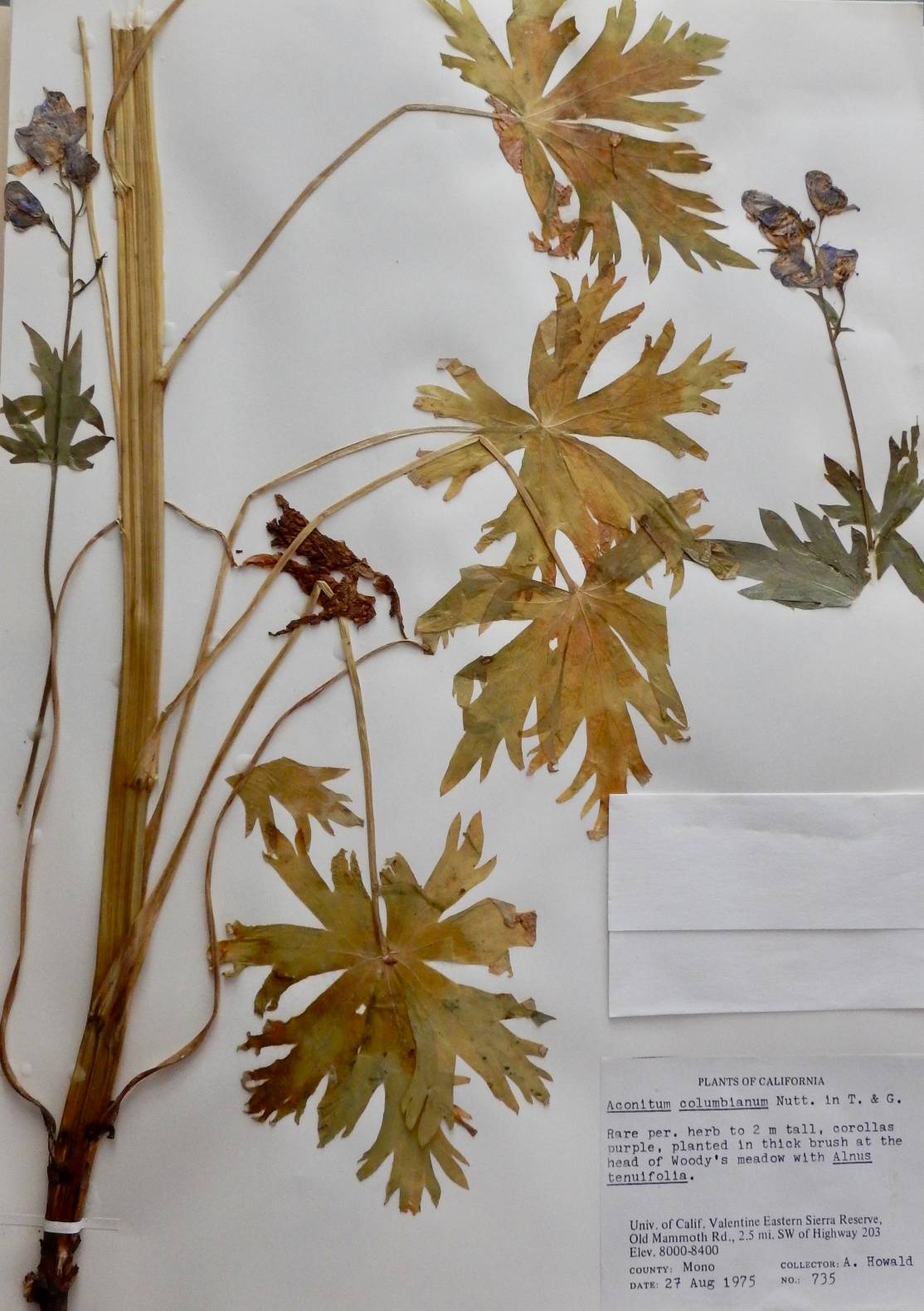 Aconitum columbianum - Monkshood