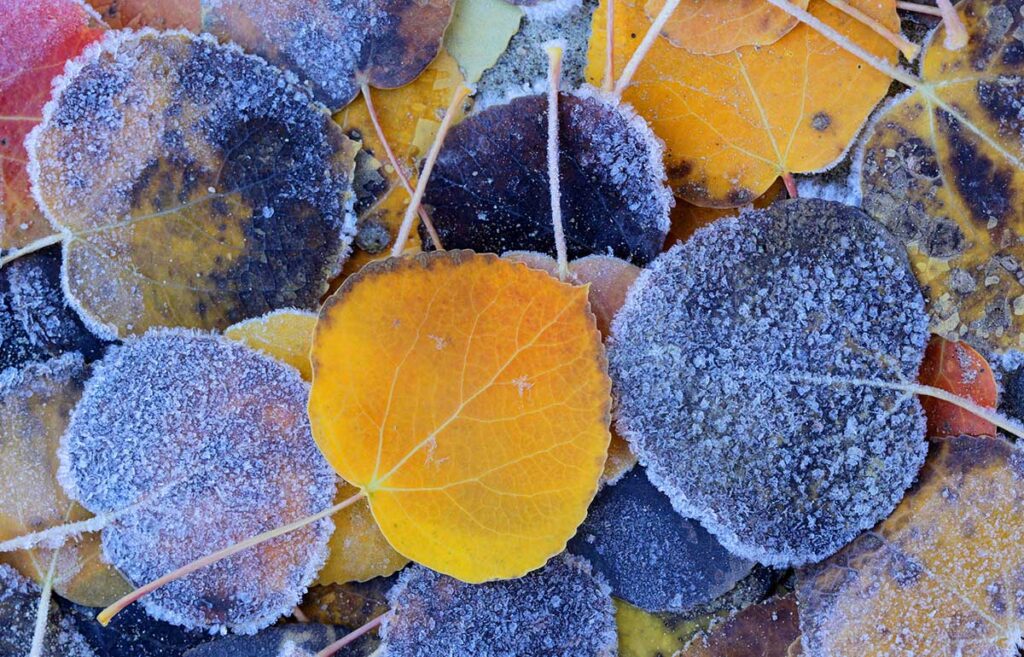 Aspen leaves