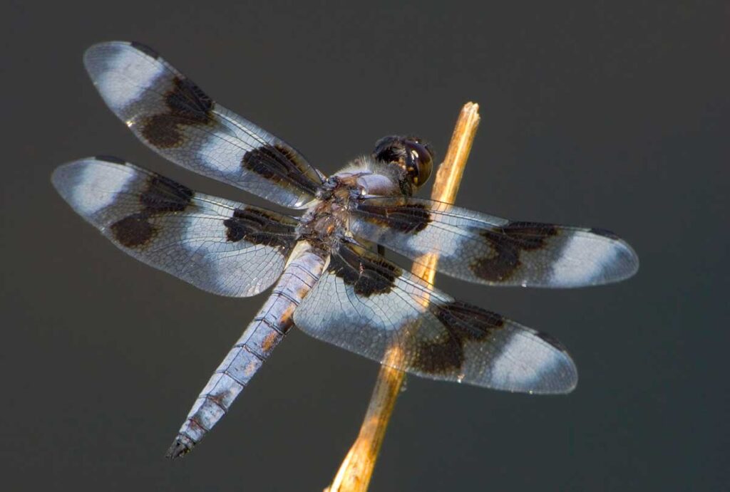 Eight-spotted skimmer