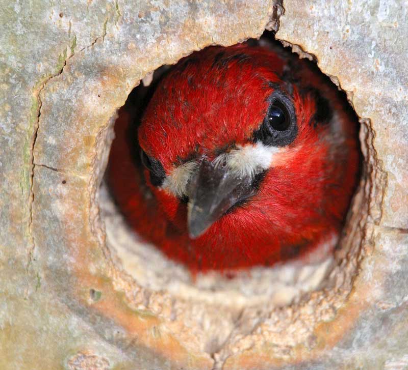 Red breasted sapsucker