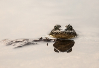 ucsb frog rescue frog face