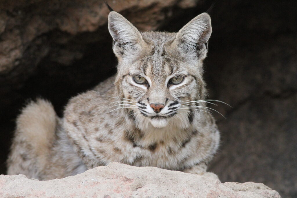 Bobcat