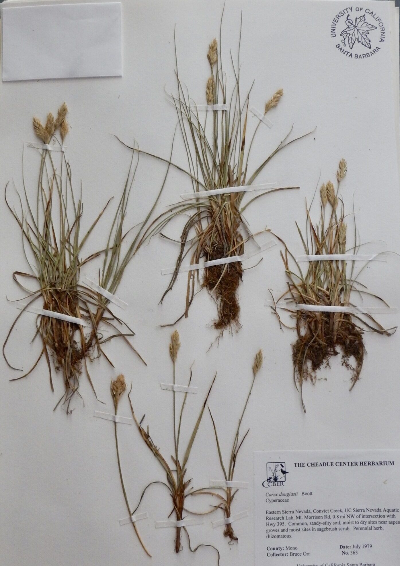 Carex douglasii