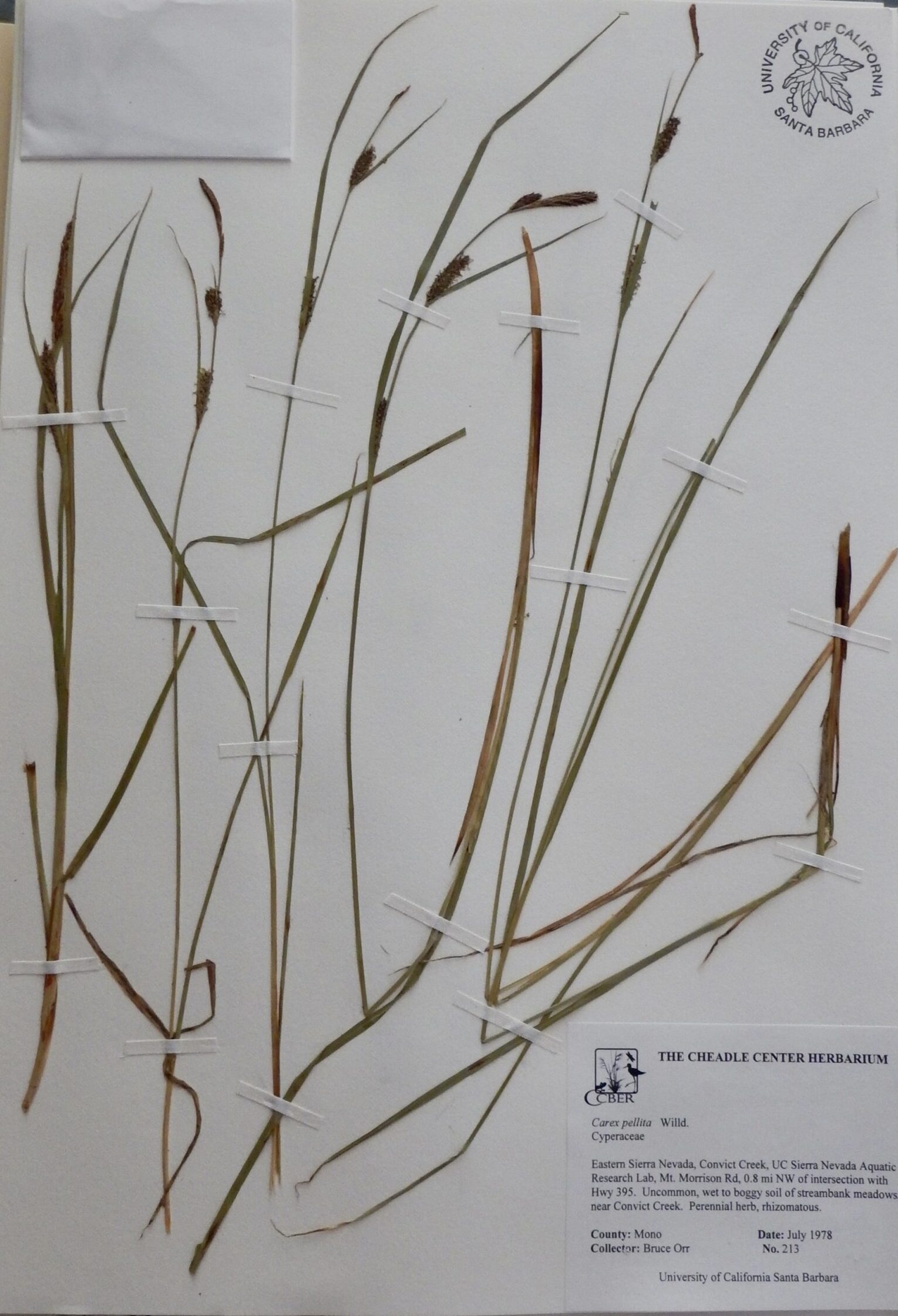 Carex pellita