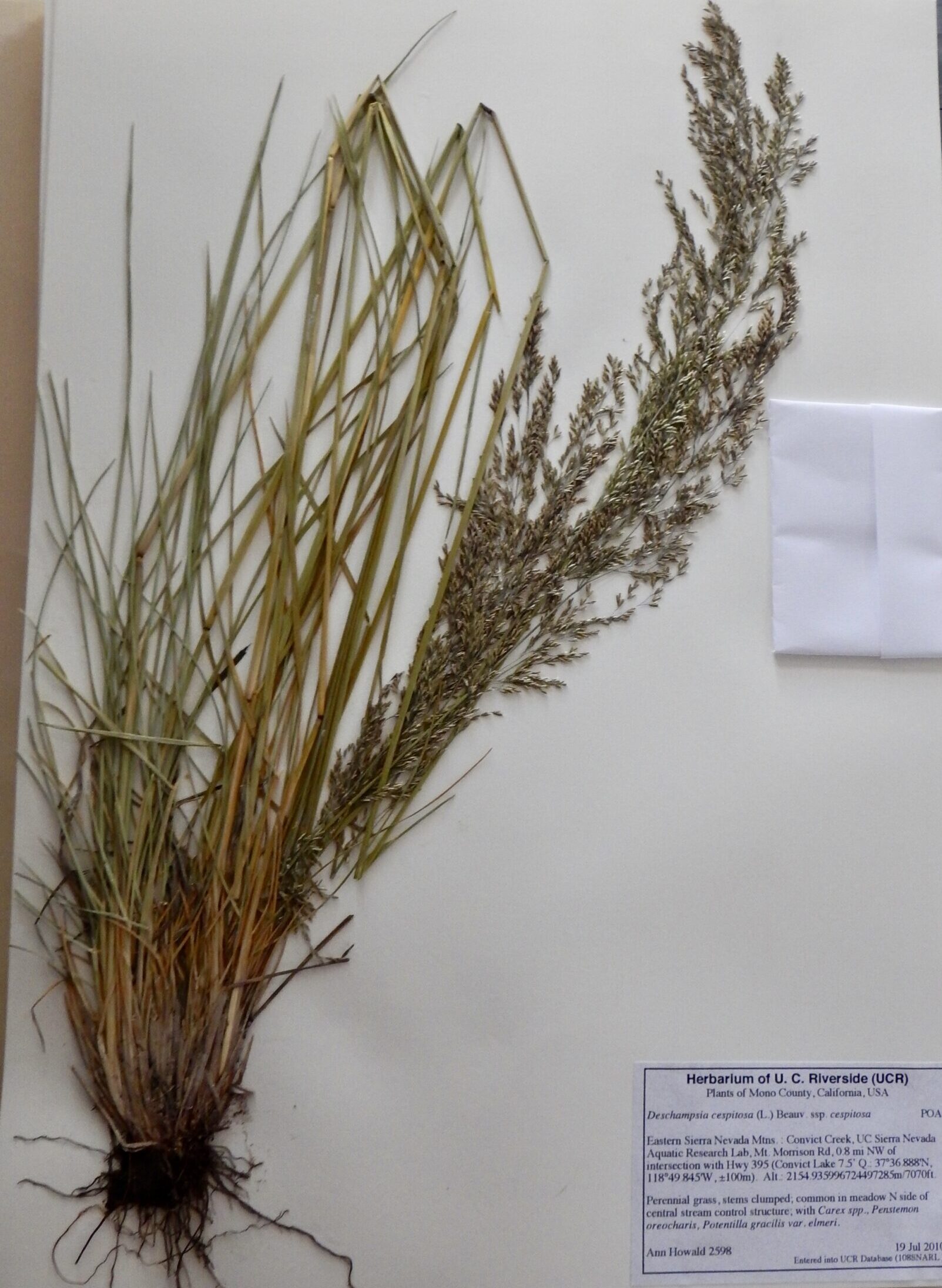 Deschampsia cespitosa