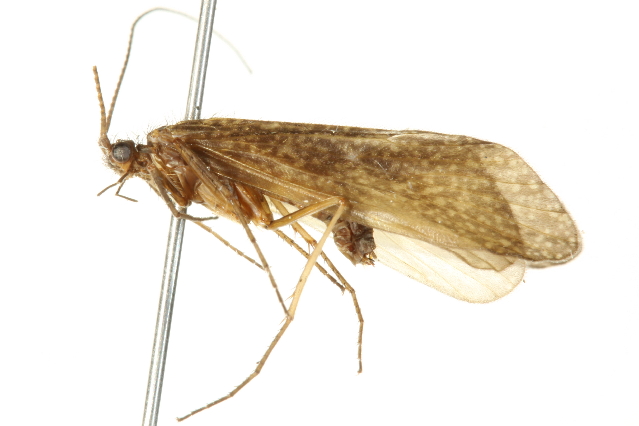 Ecclisomyia