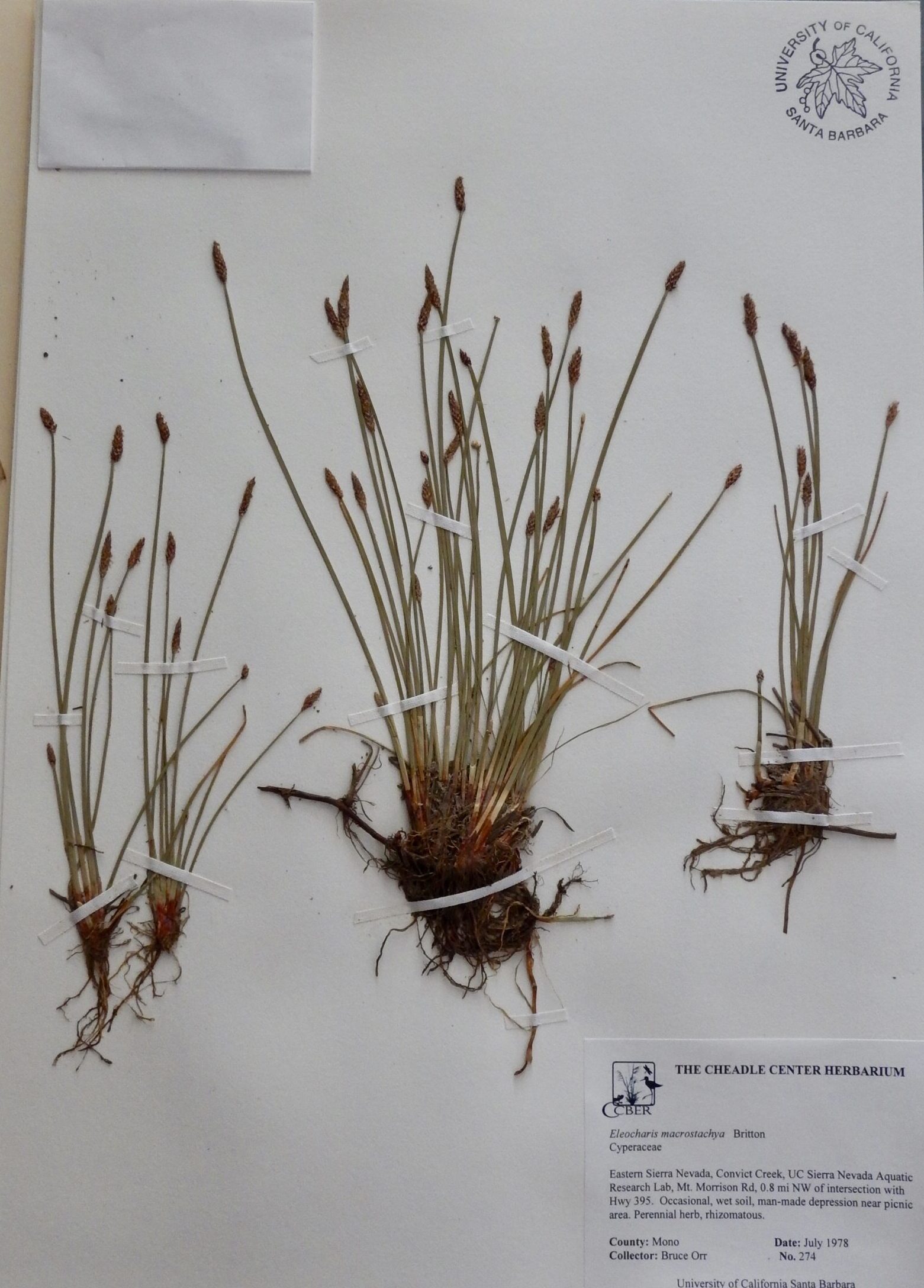 Eleocharis macrostachya