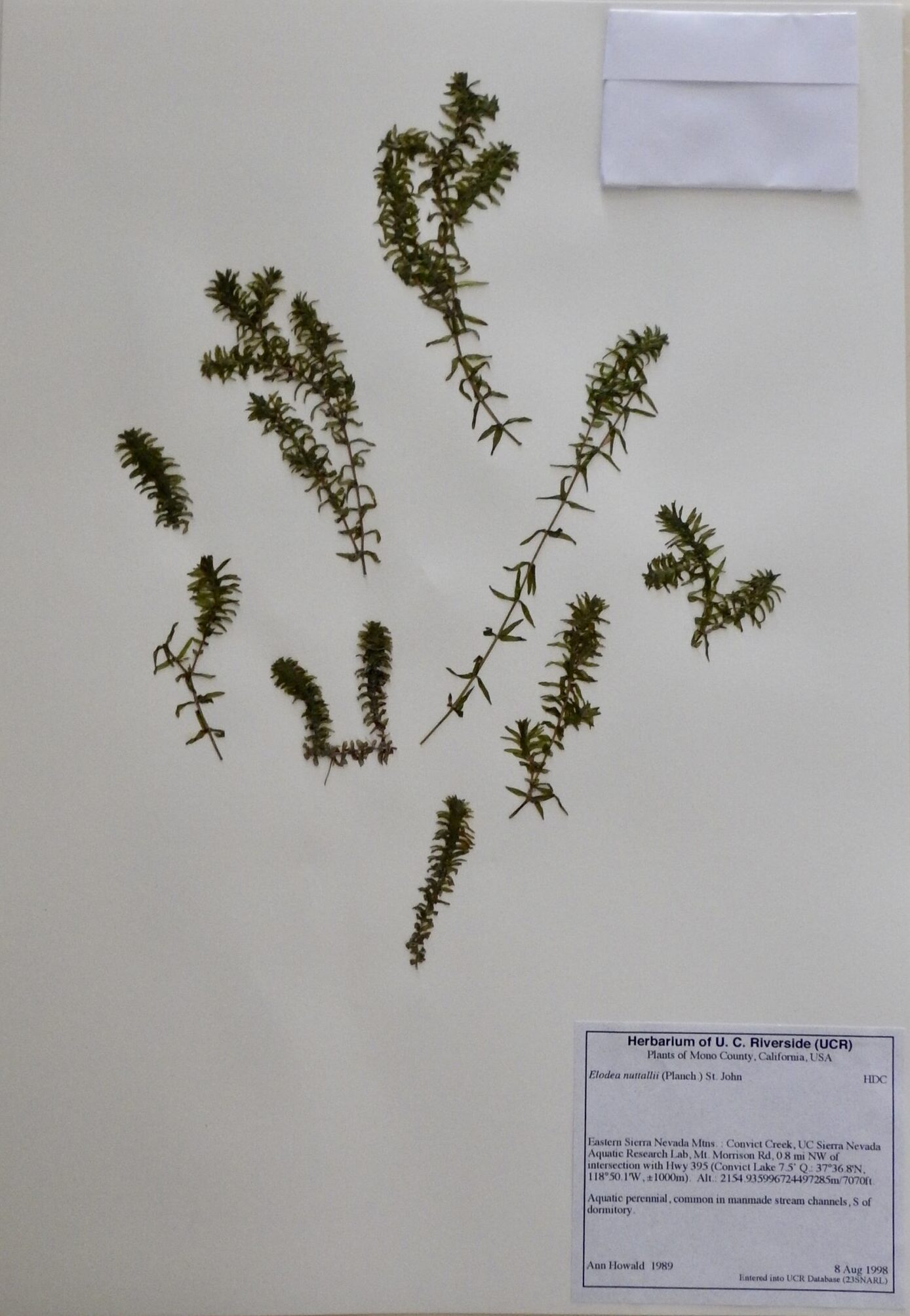 Elodea nuttallii