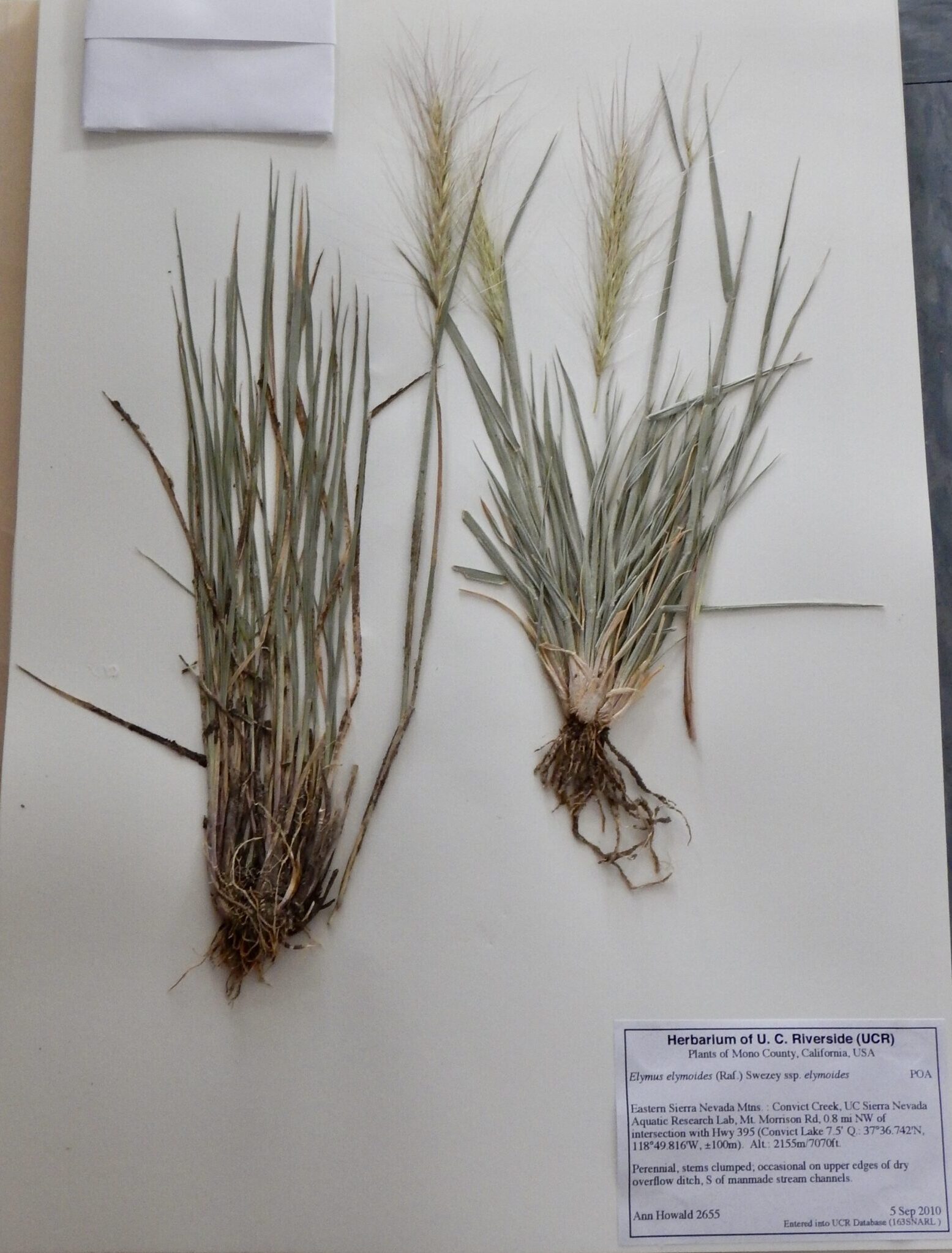 Elymus elymoides ssp. elymoides