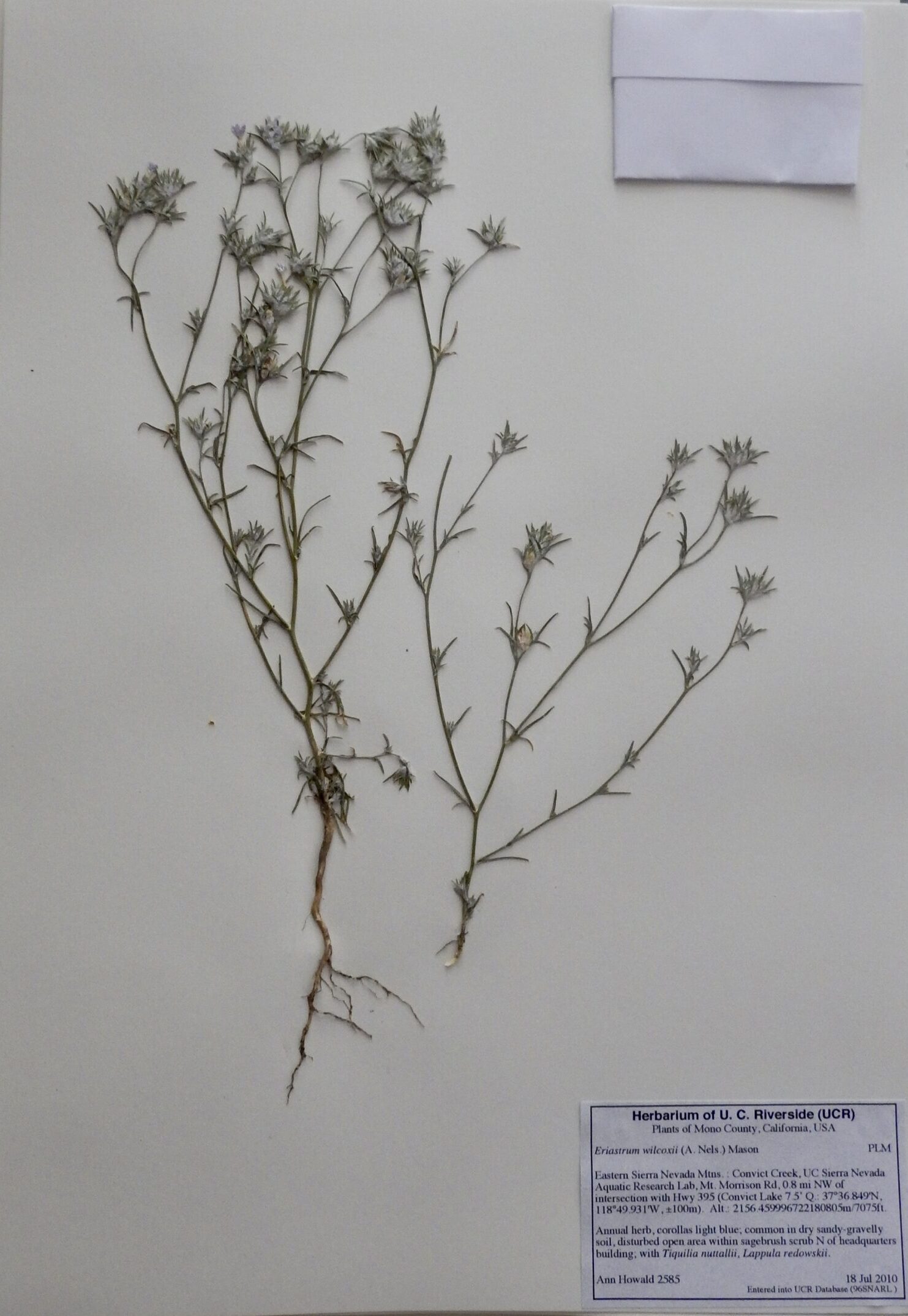 Eriastrum wilcoxii