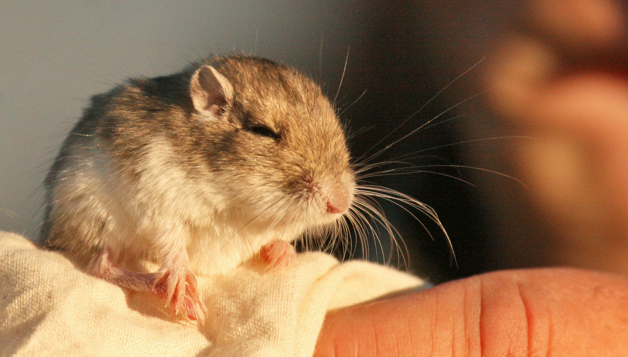 Great Basin Pocket Mouse