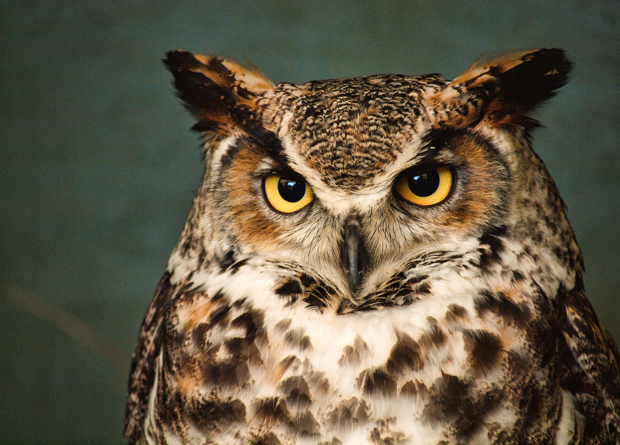 Great Horned Owl - Sierra Nevada Aquatic Research Laboratory