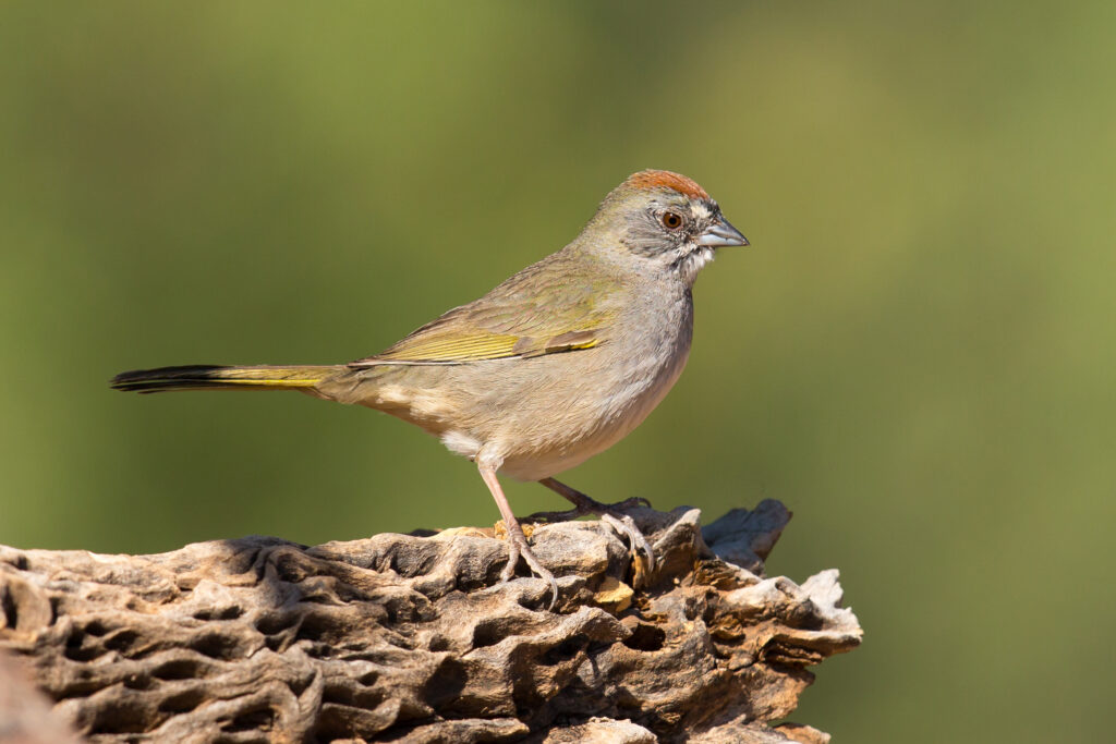 Green-tailed Towhee - Sierra Nevada Aquatic Research Laboratory