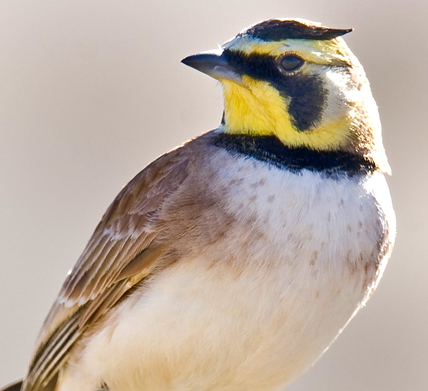 Horned Lark