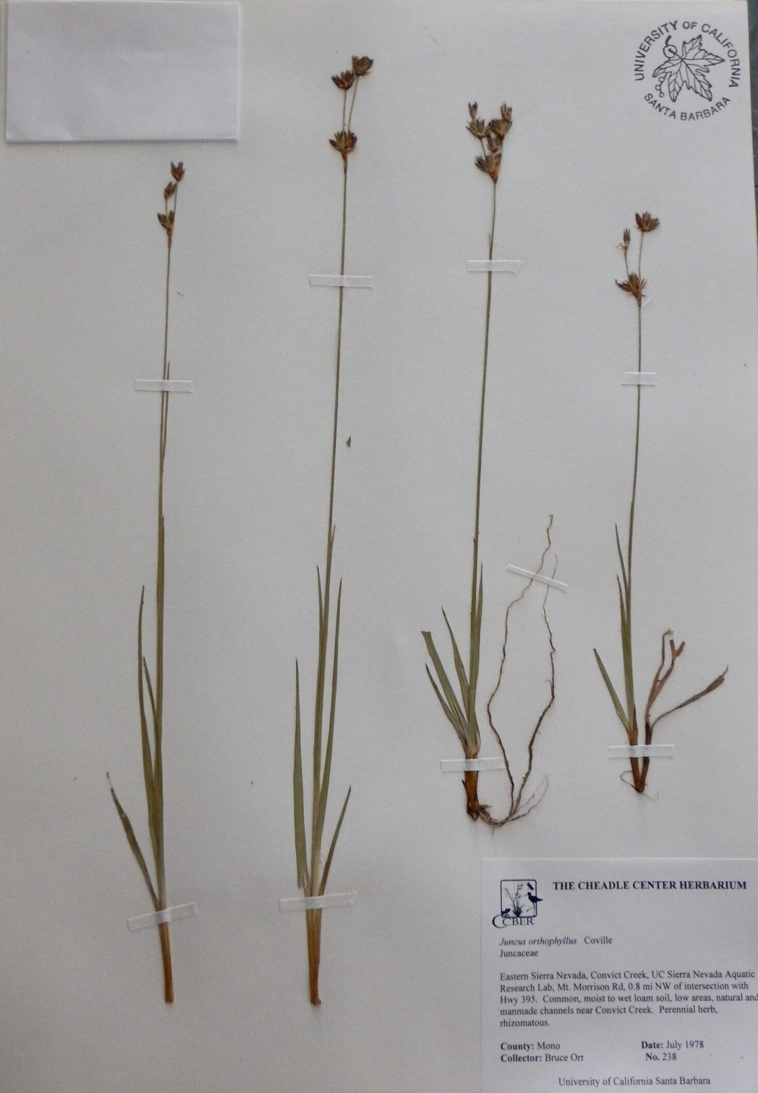 Juncus orthophyllus