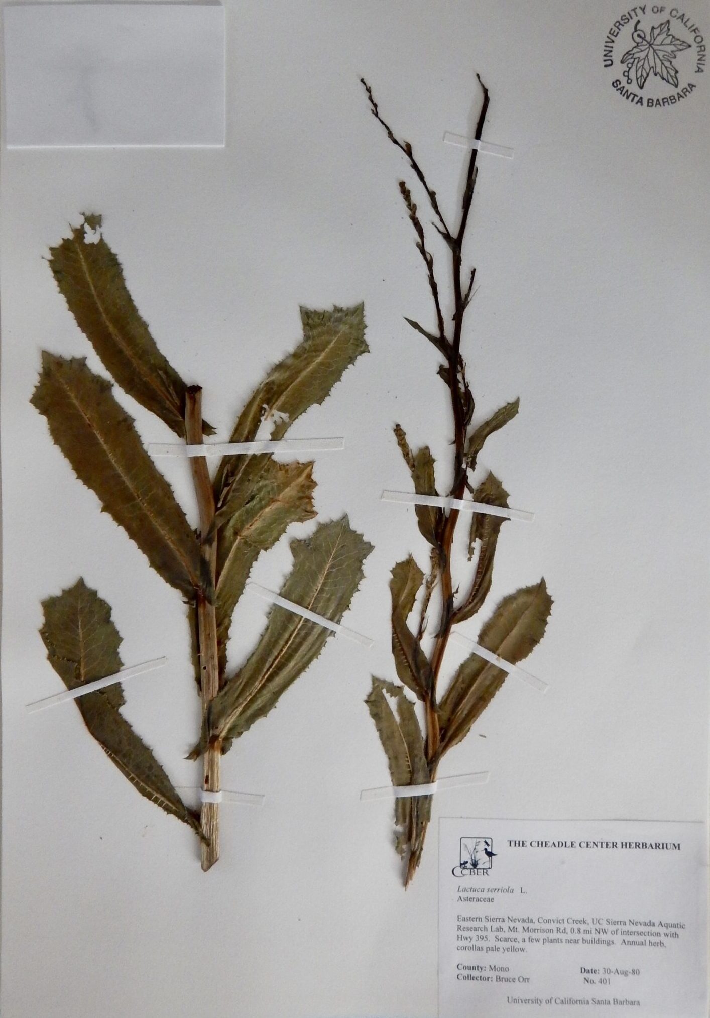 Lactuca serriola