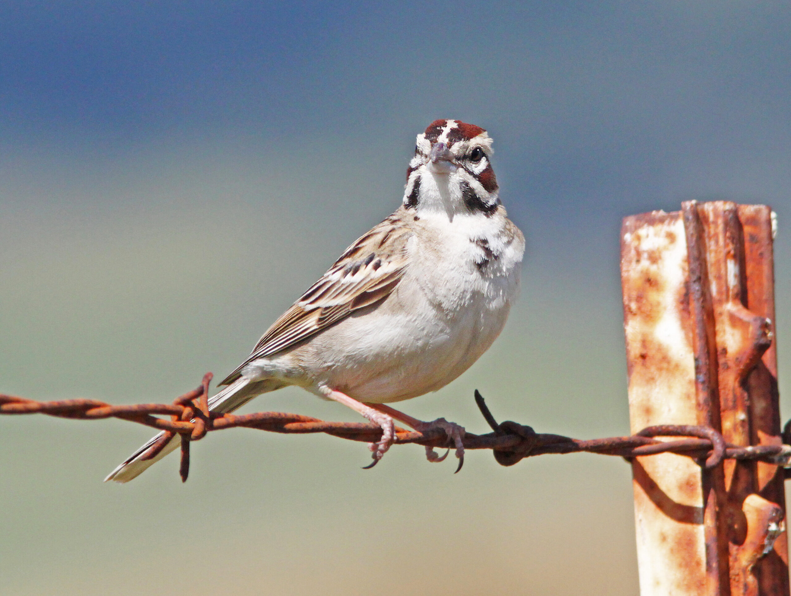 Lark Sparrow