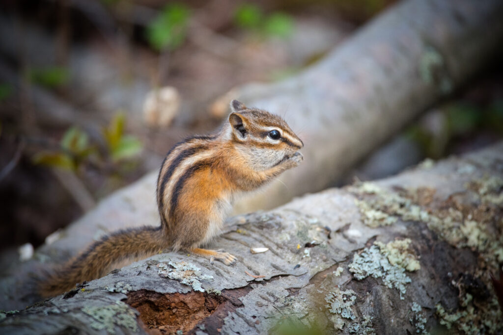 Least Chipmunk