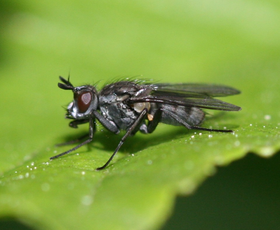 Limnophora