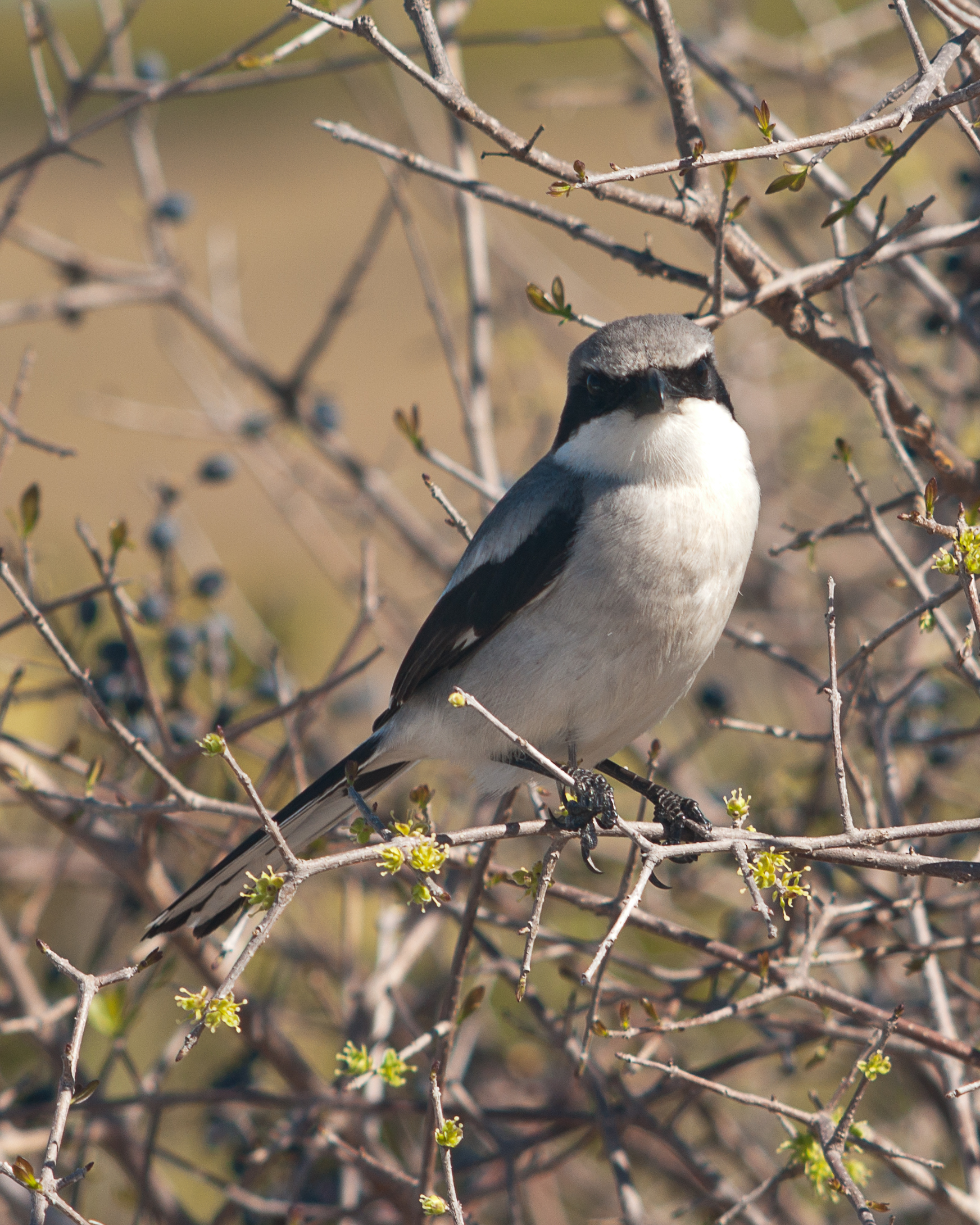 Loggerhead Shrike