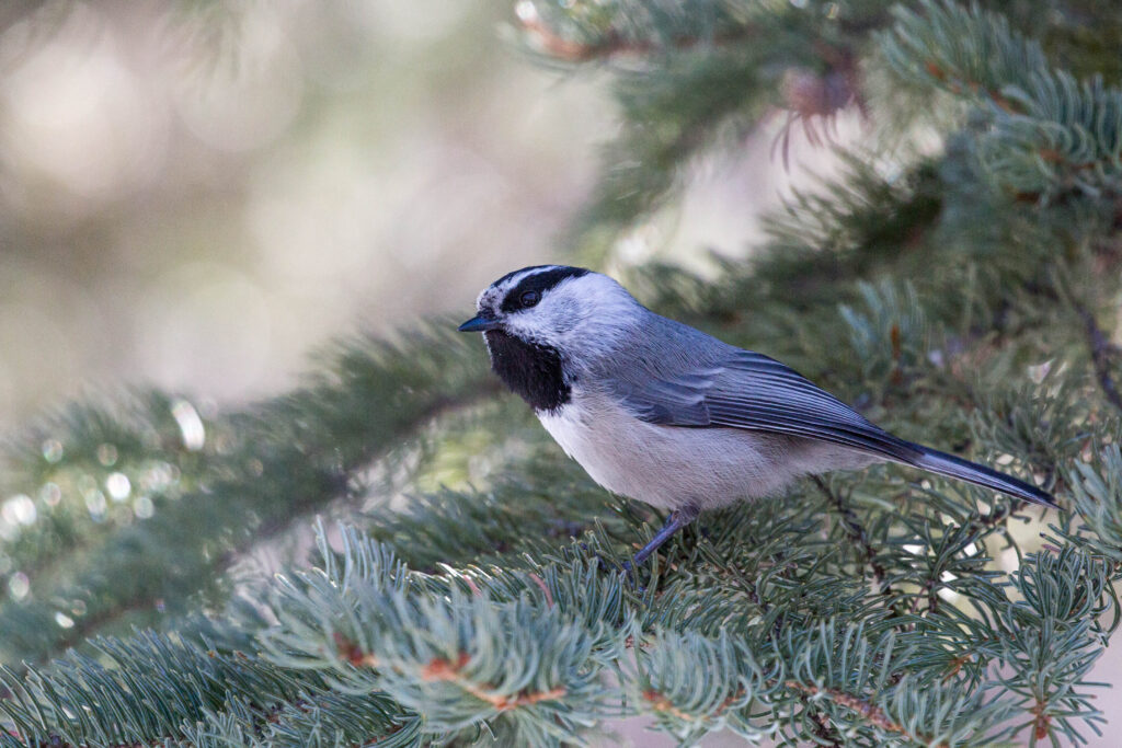 Mountain Chickadee Sierra Nevada Aquatic Research Laboratory