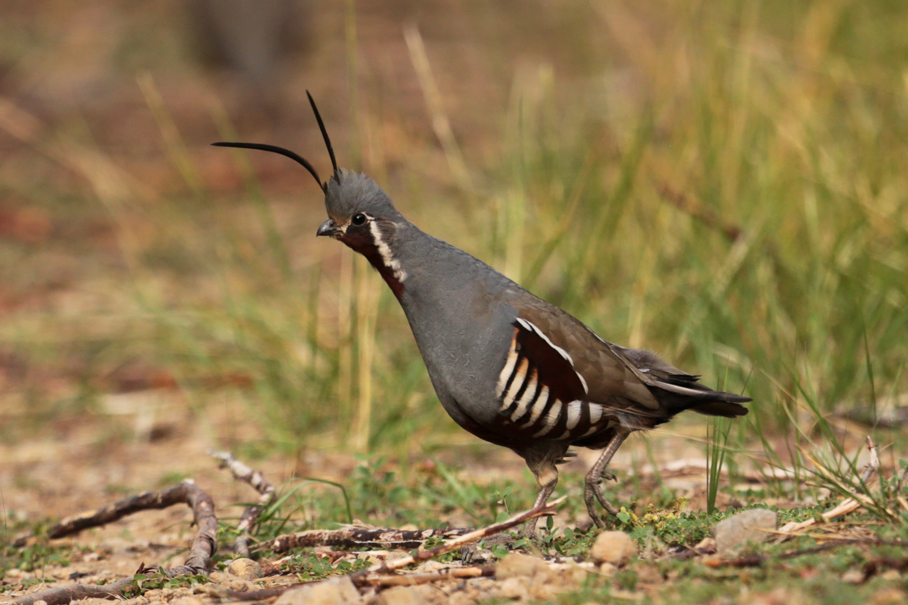 Mountain Quail