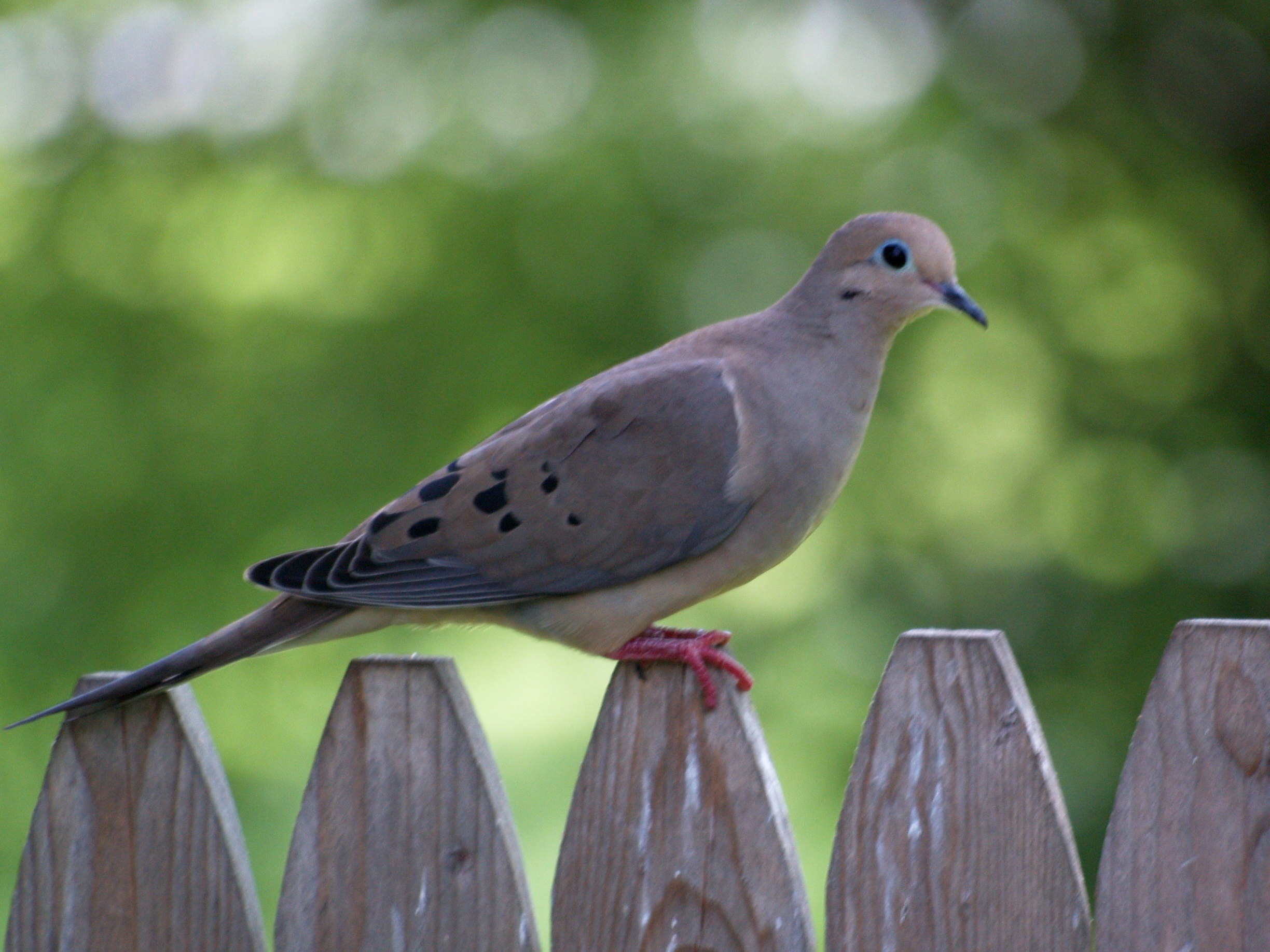 Mourning Dove