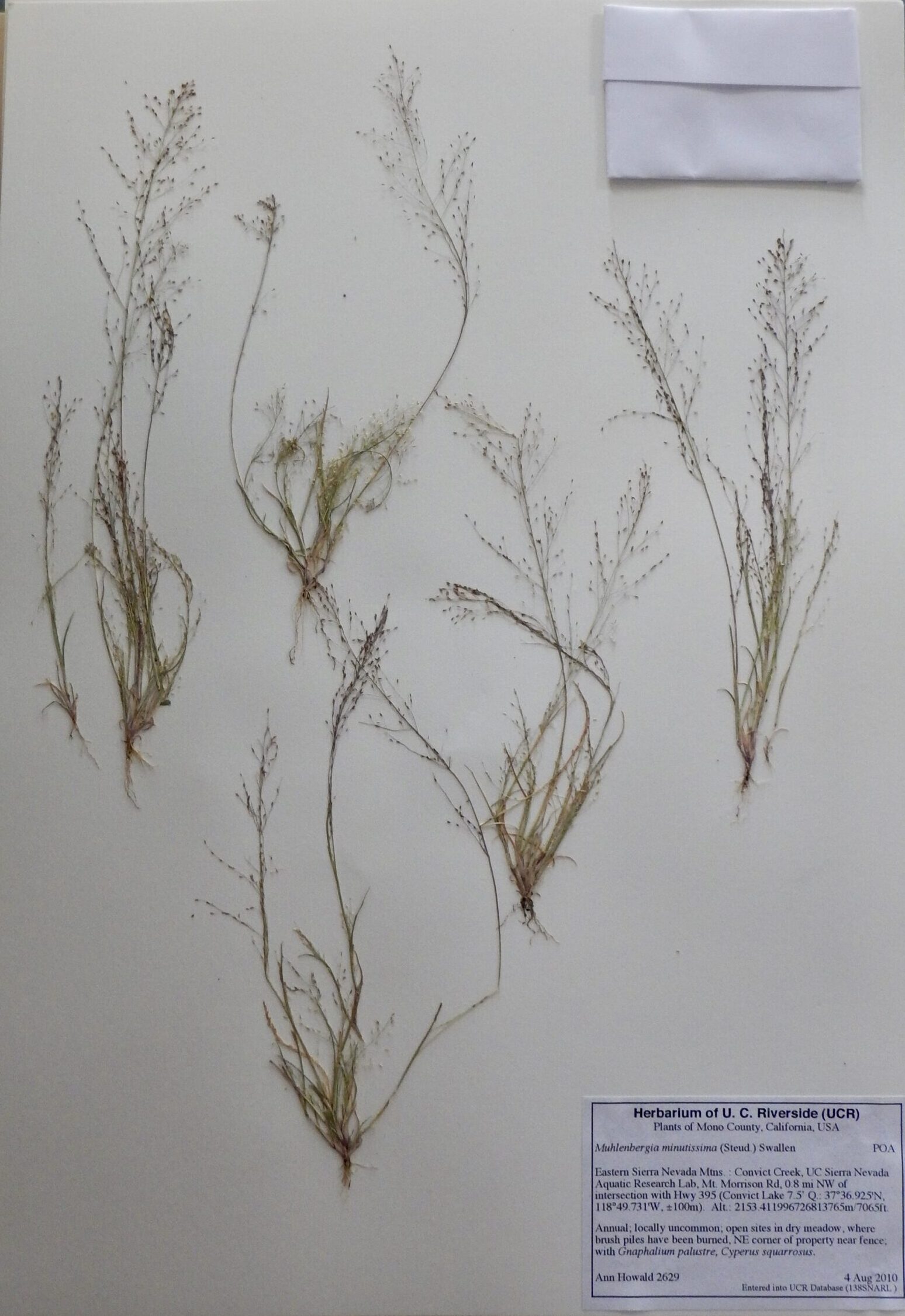 Muhlenbergia minutissima