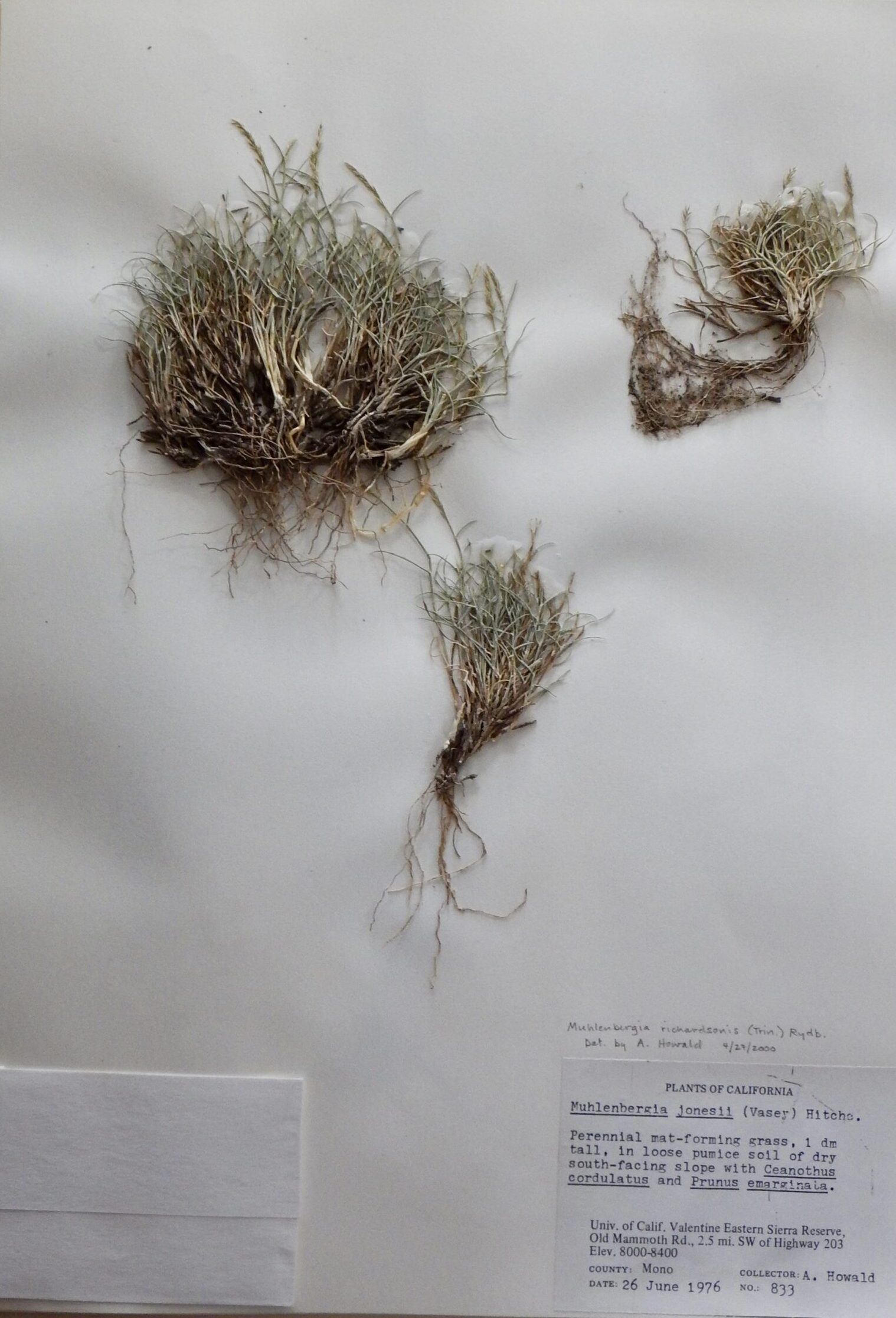 Muhlenbergia richardsonis