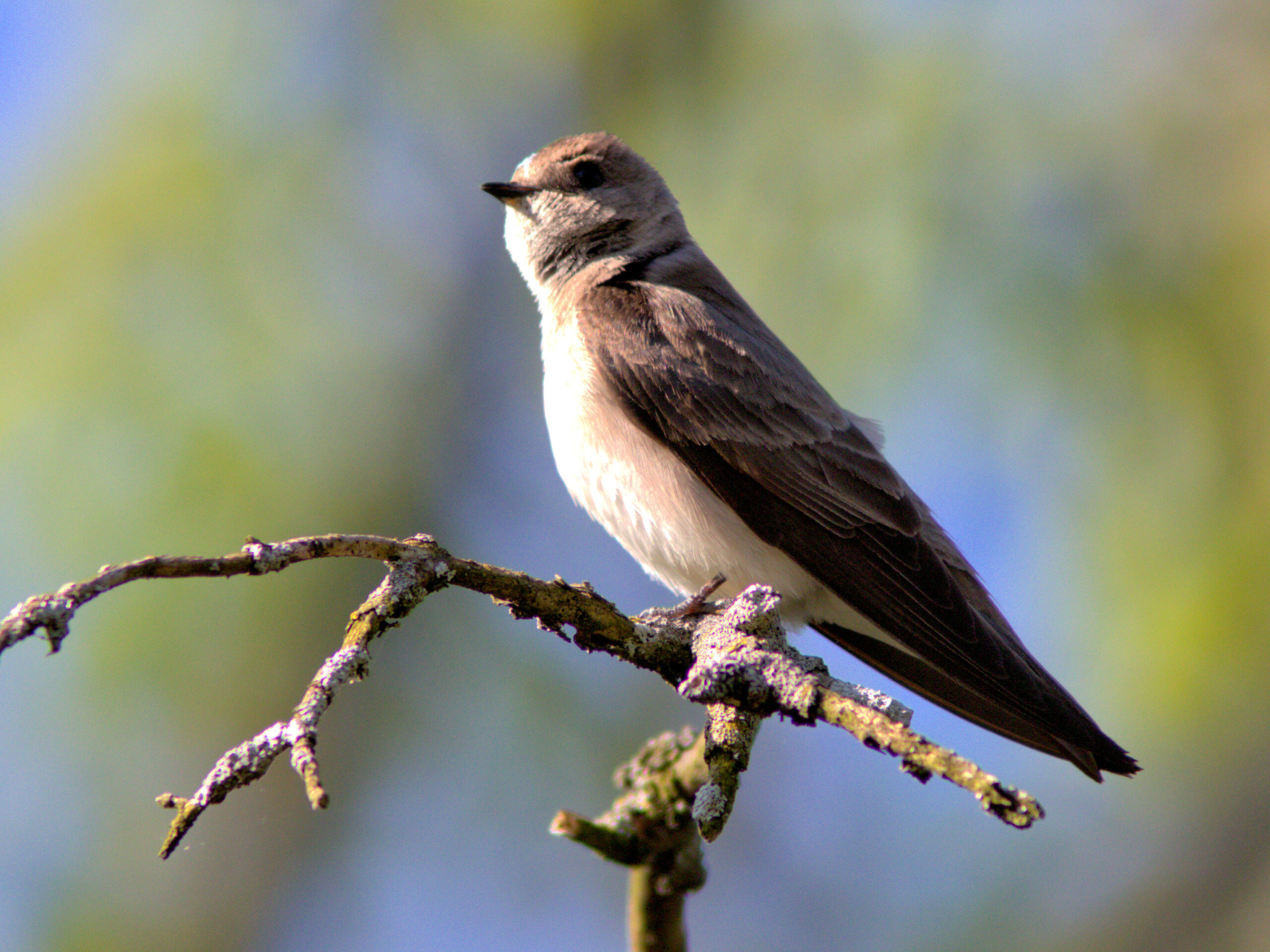 Northern Rough-winged Swallow