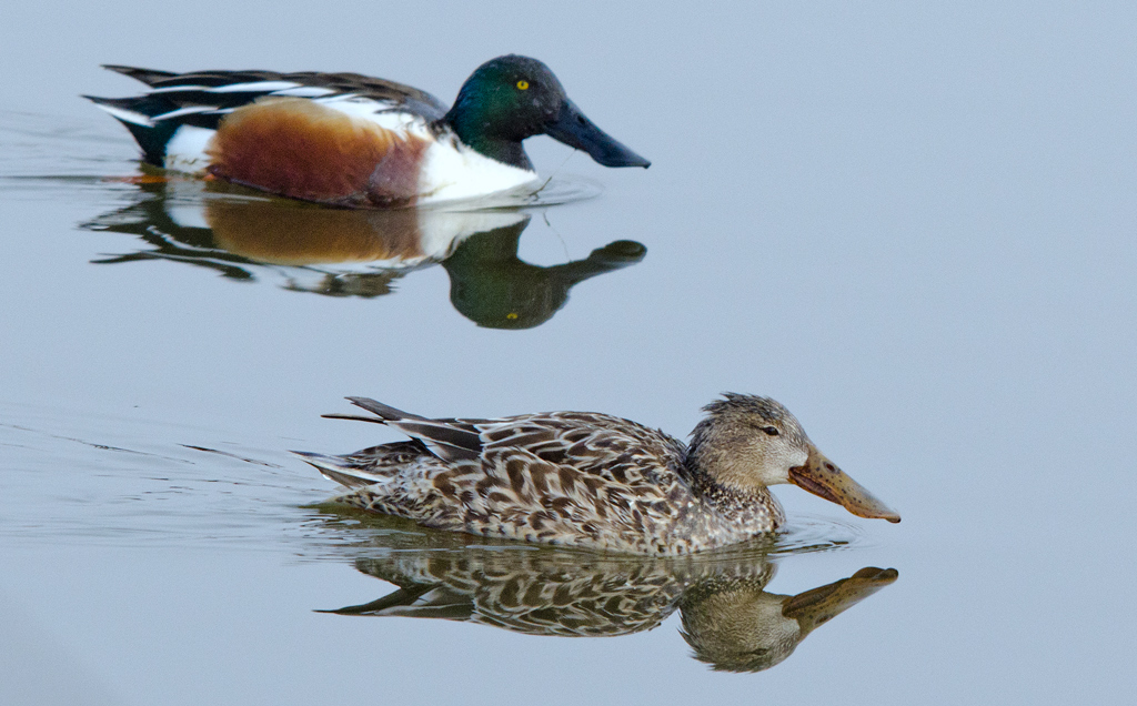 Northern Shoveler