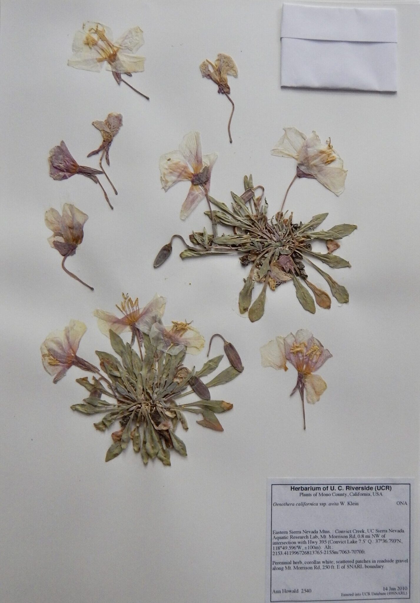 Oenothera californica