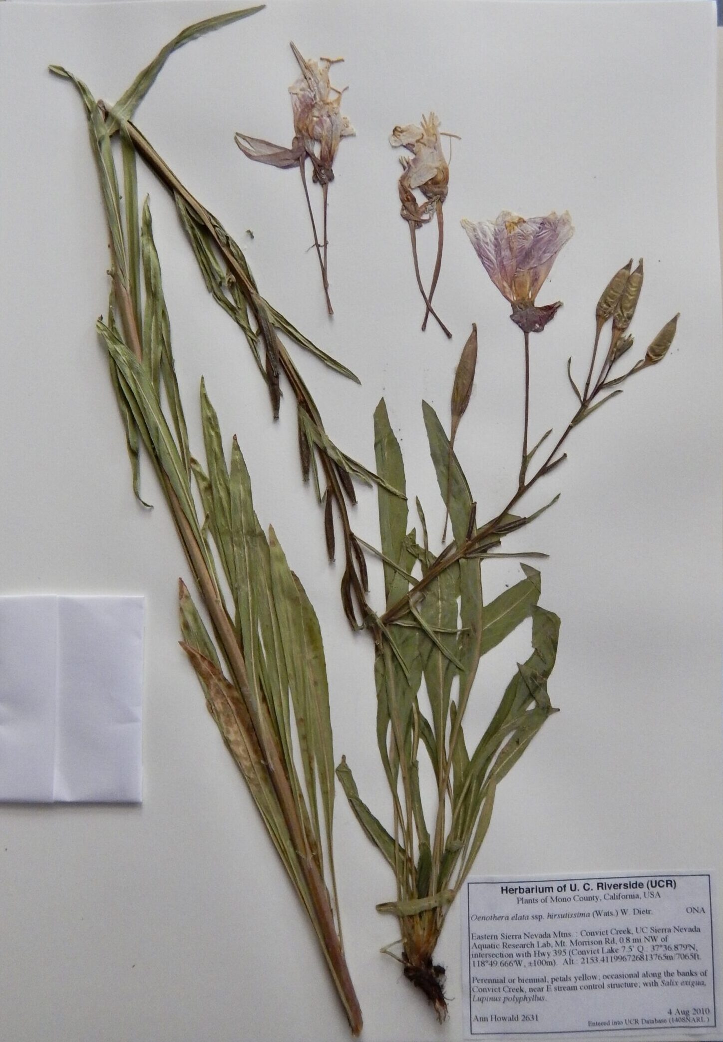 Oenothera elata