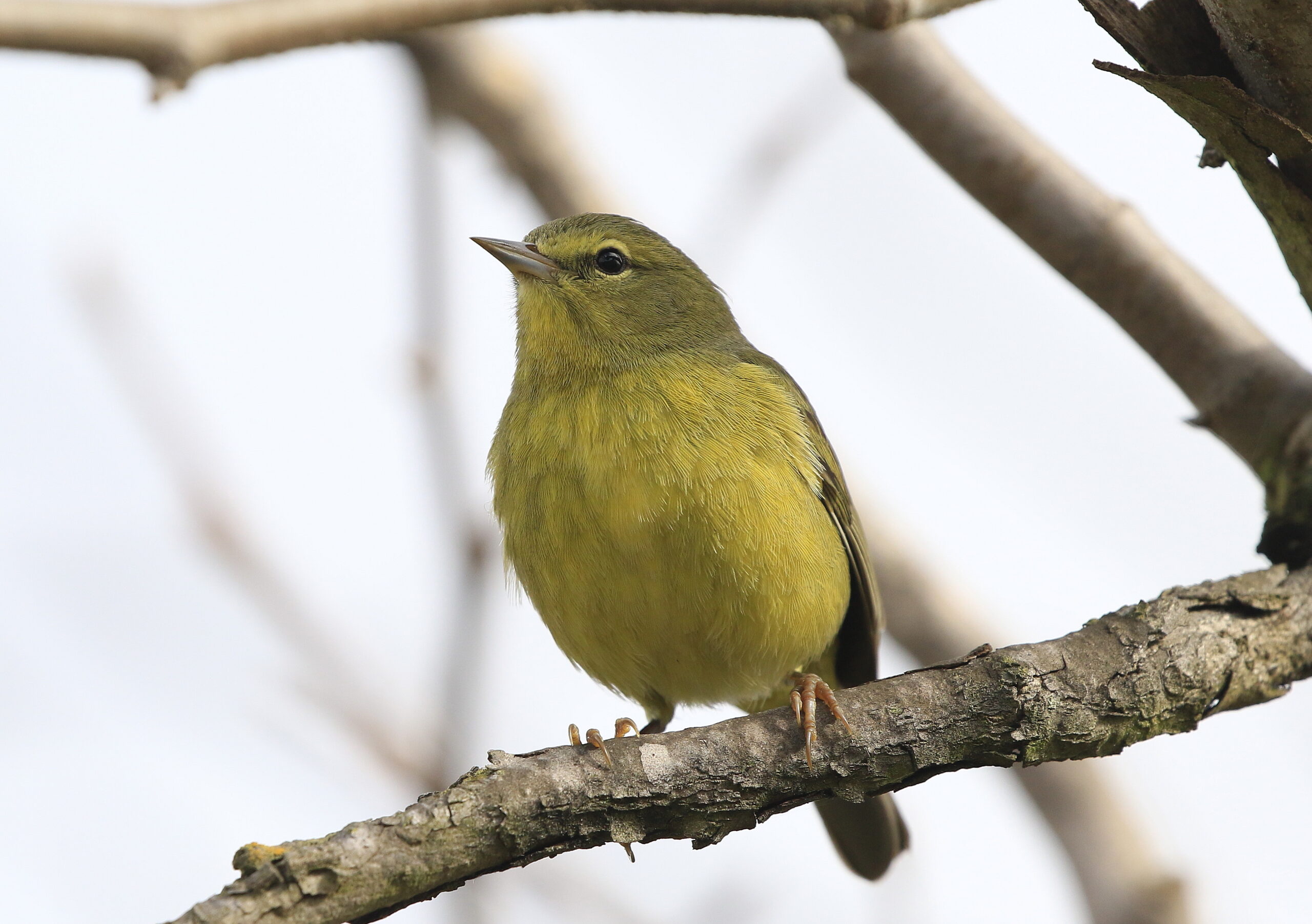 Orange-crowned Warbler