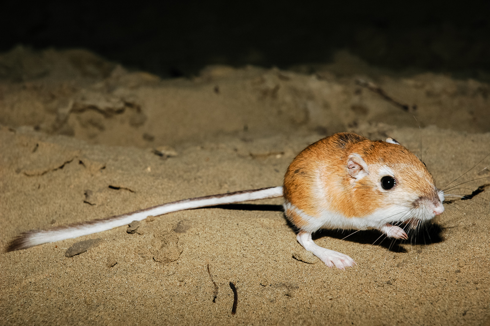 Ord s Kangaroo Rat Sierra Nevada Aquatic Research Laboratory