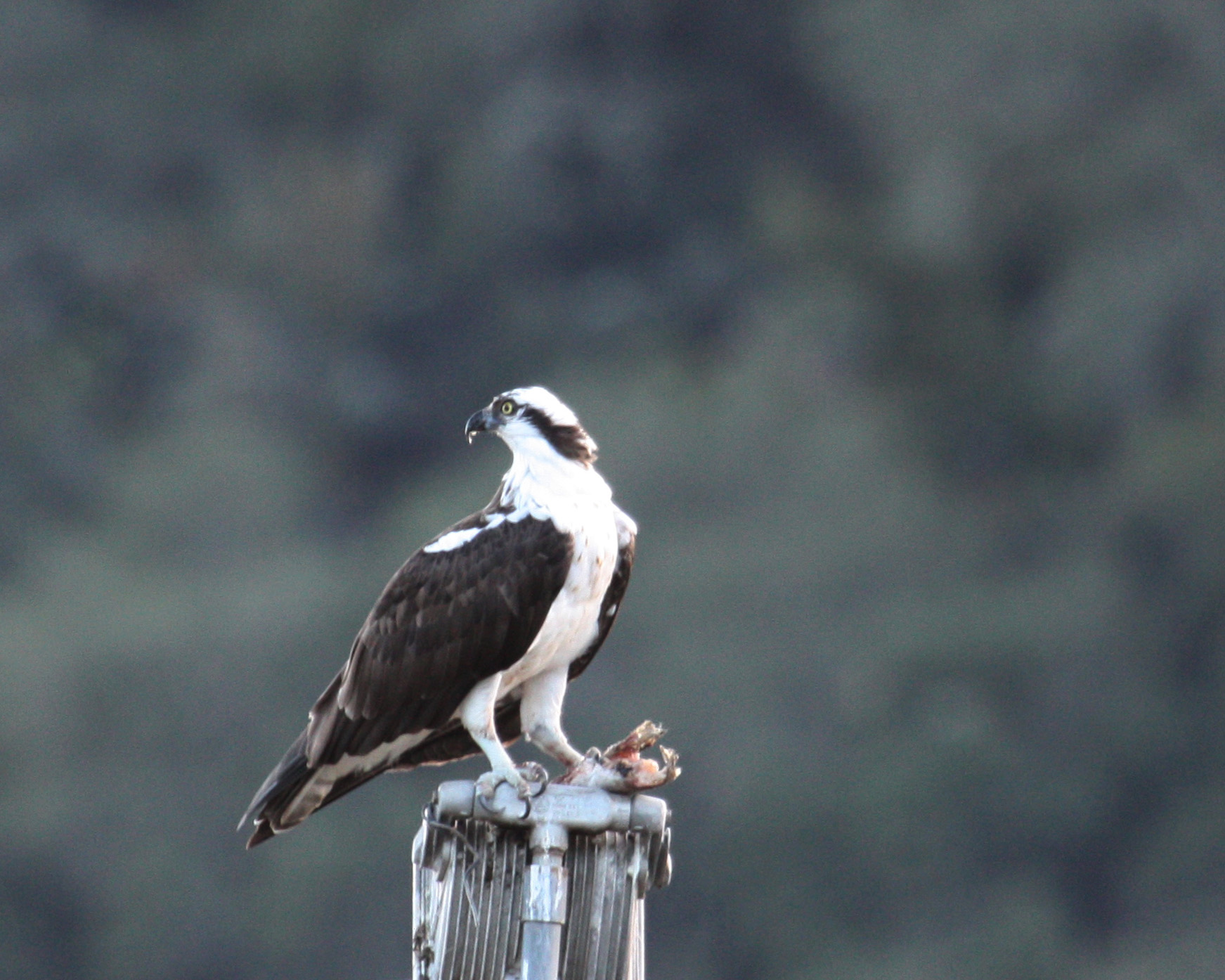 Osprey