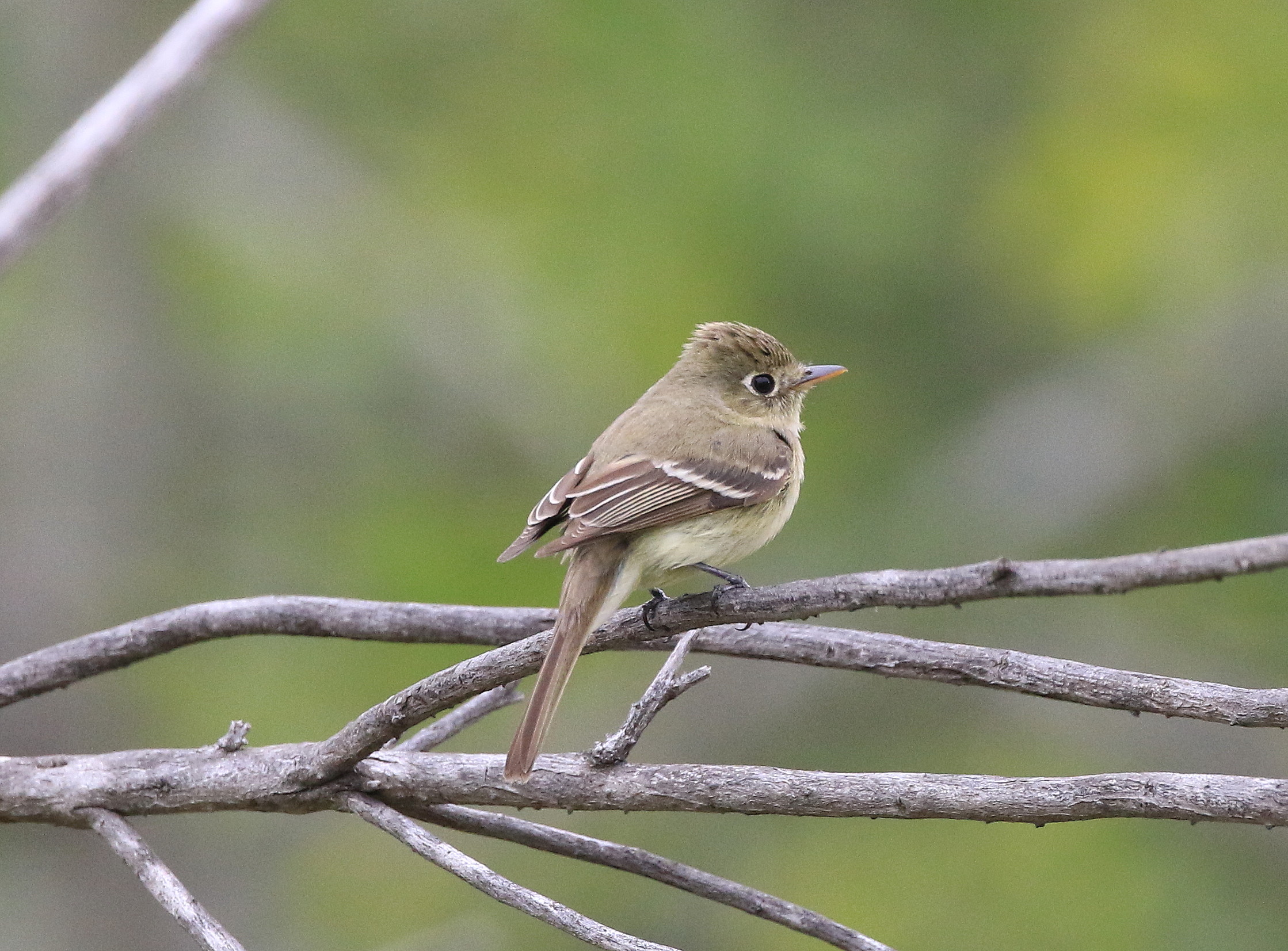 Pacific-slope Flycatcher