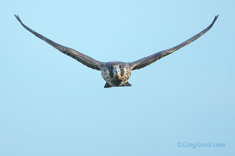 Peregrine Falcon