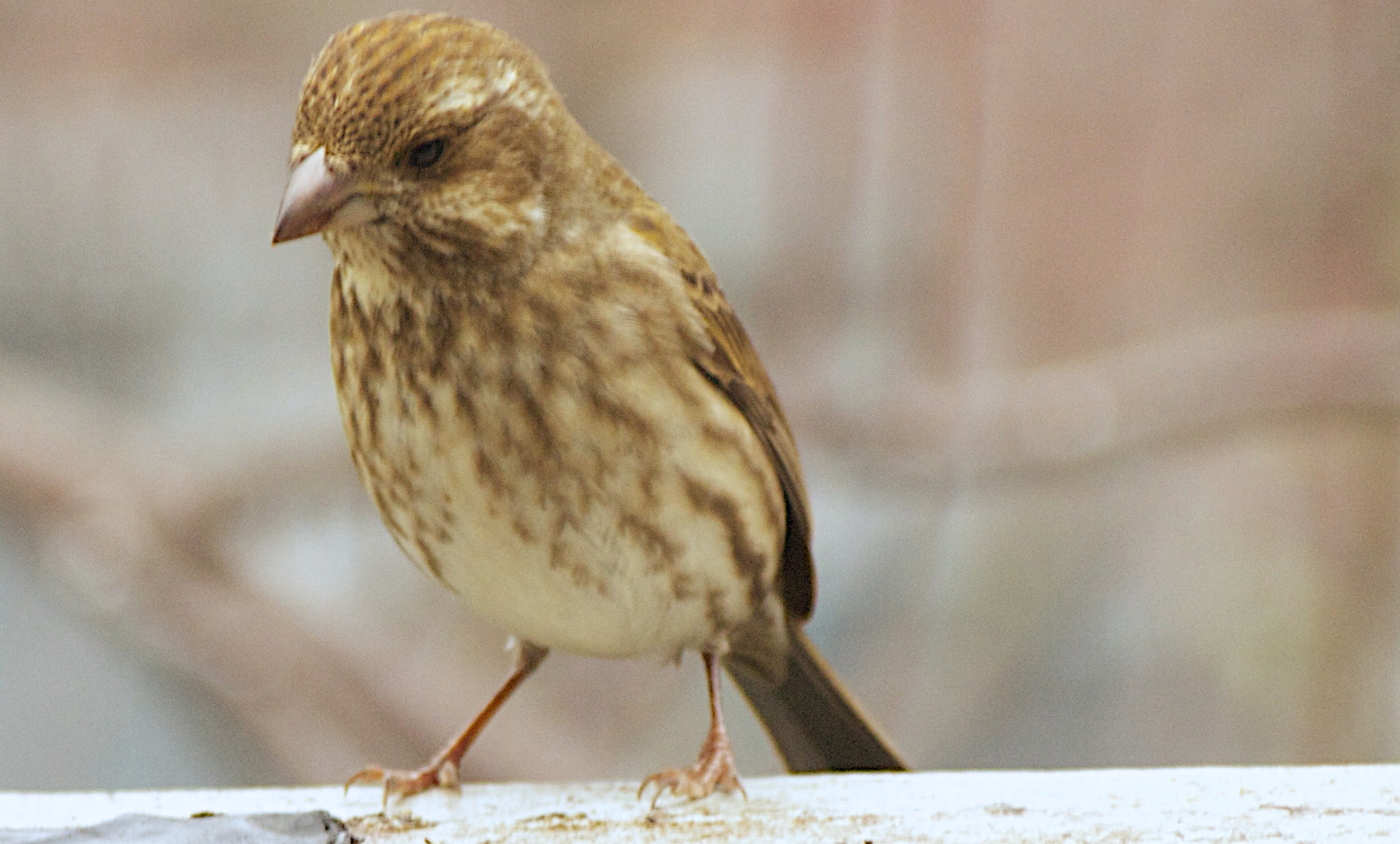 Pine Siskin