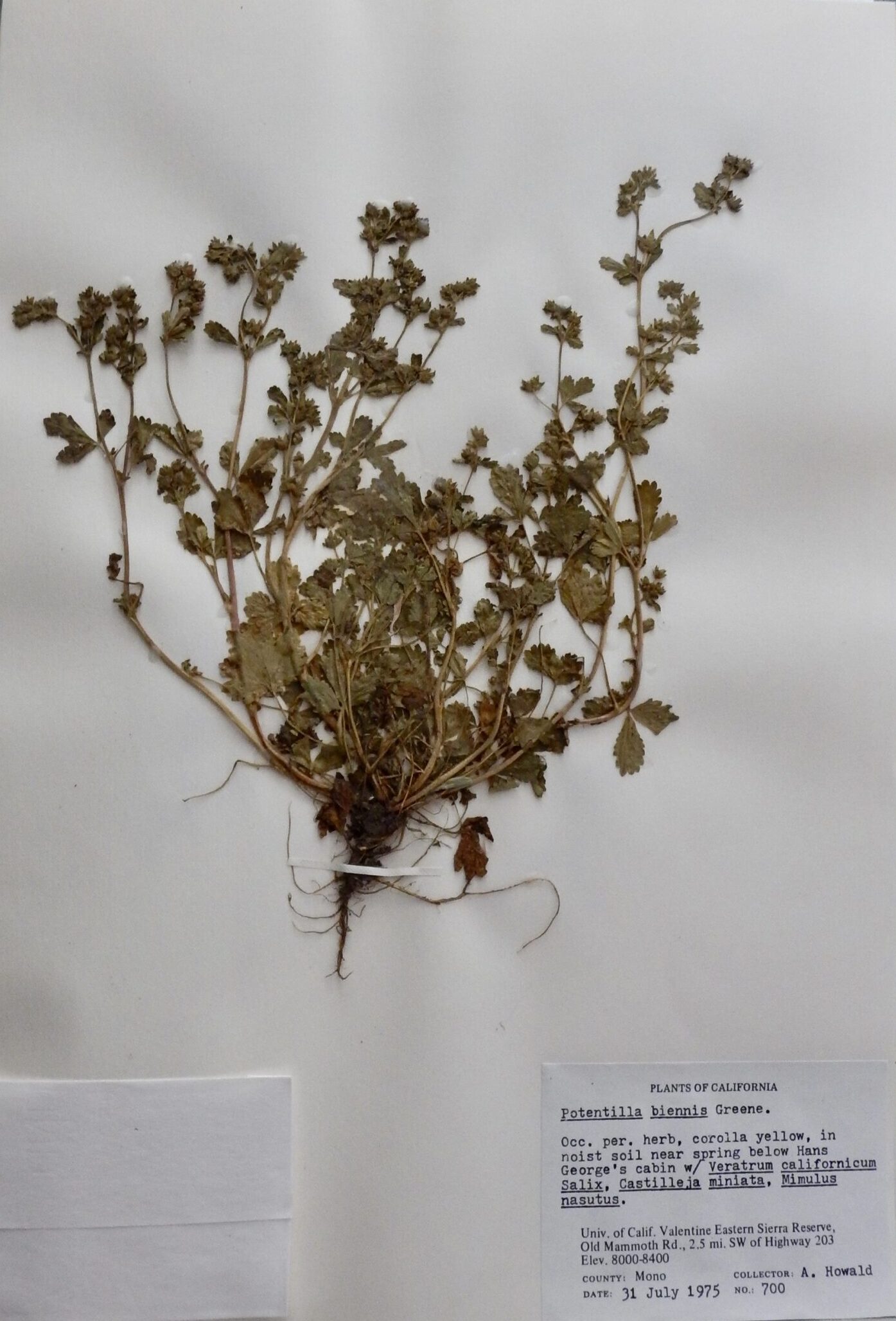 Potentilla biennis