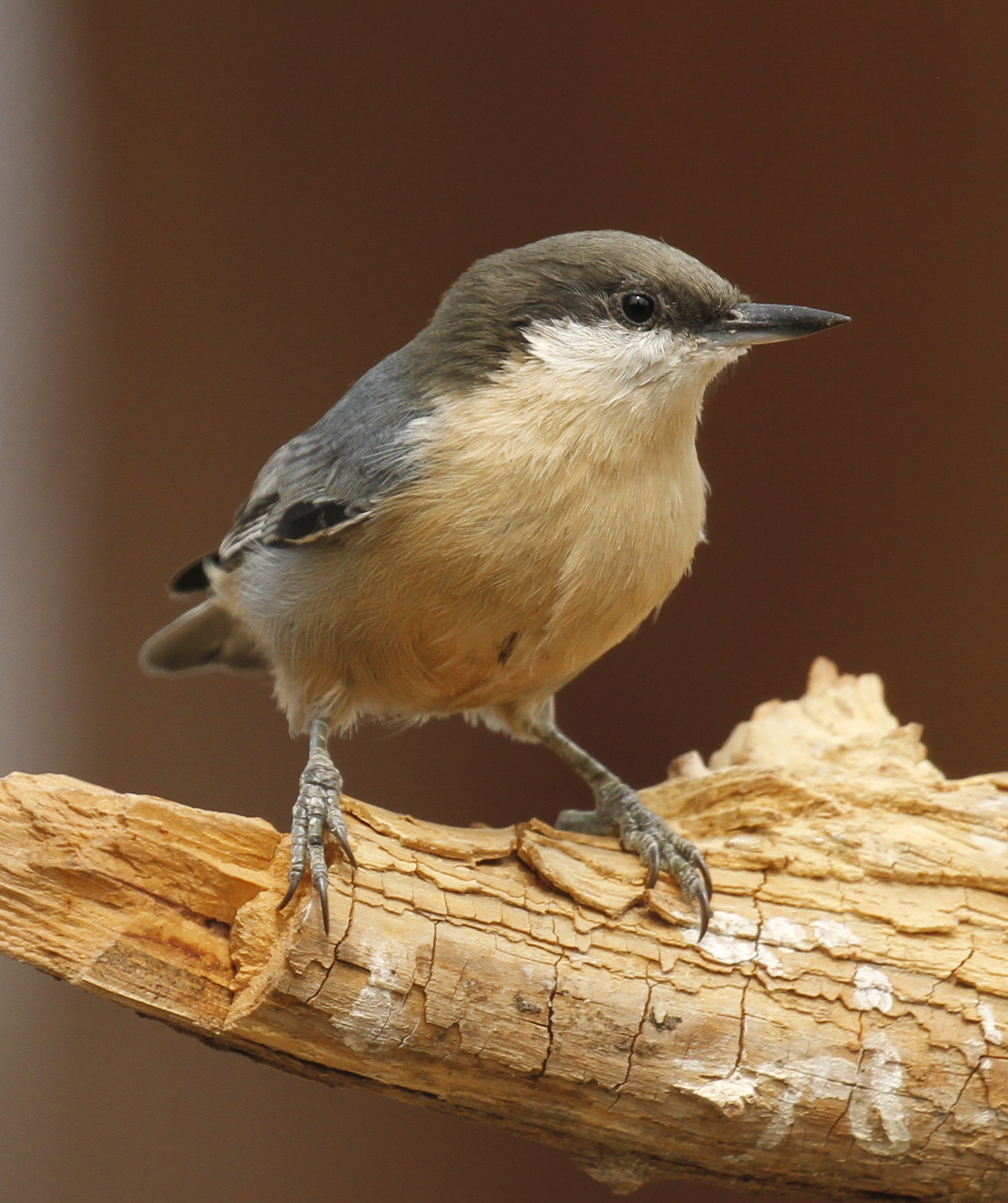 Pygmy Nuthatch