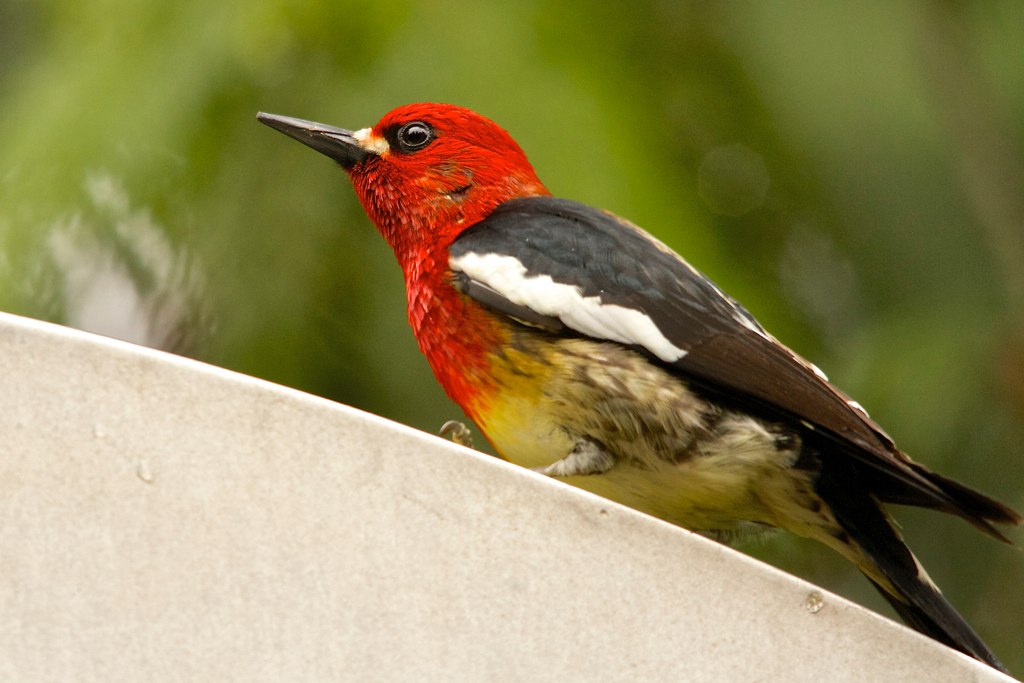 Red-breasted Sapsucker