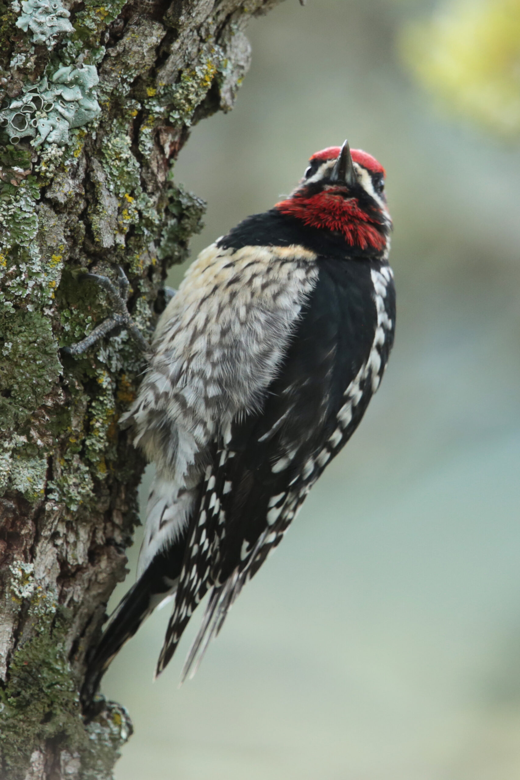 Red-naped Sapsucker