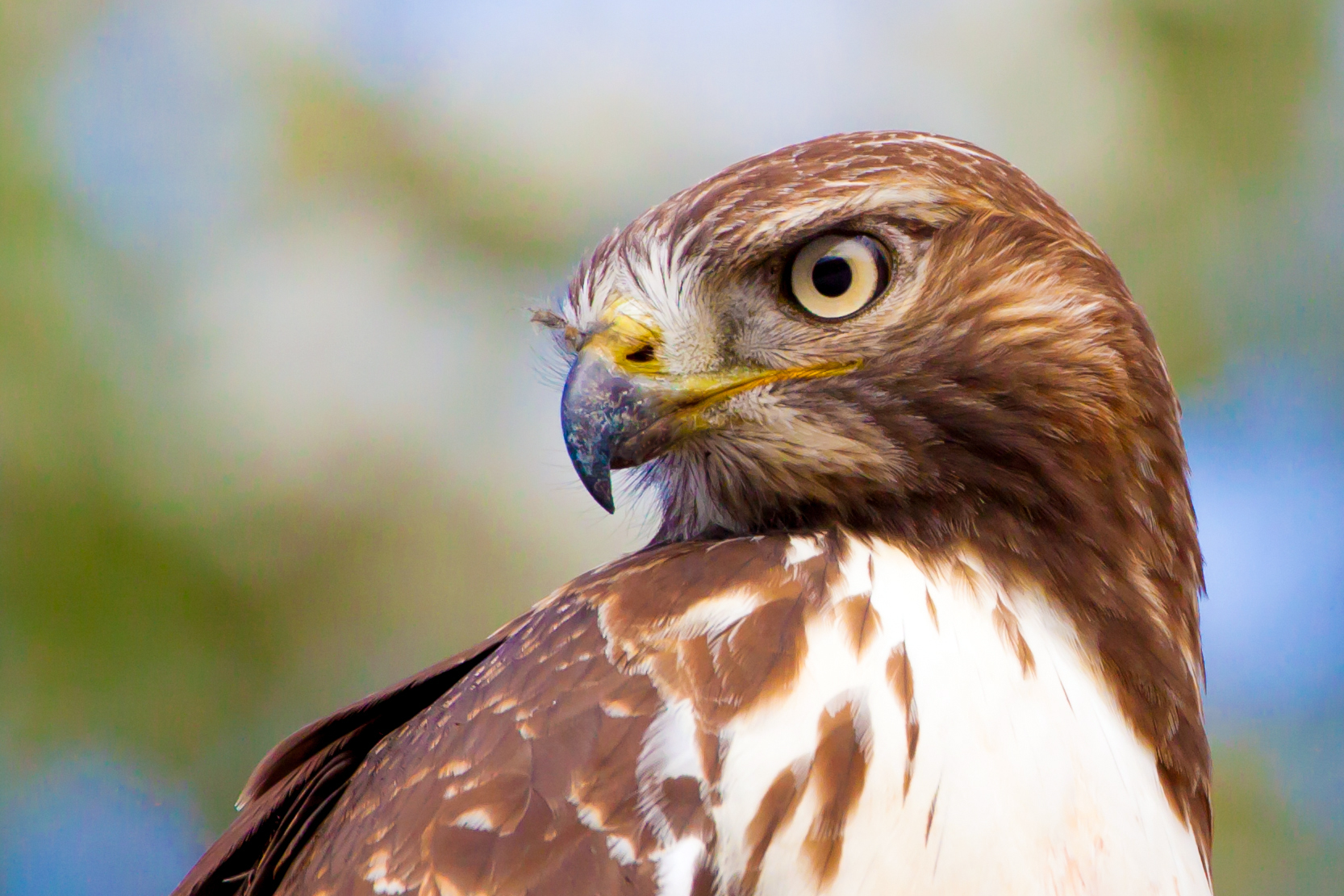 Red-tailed hawk