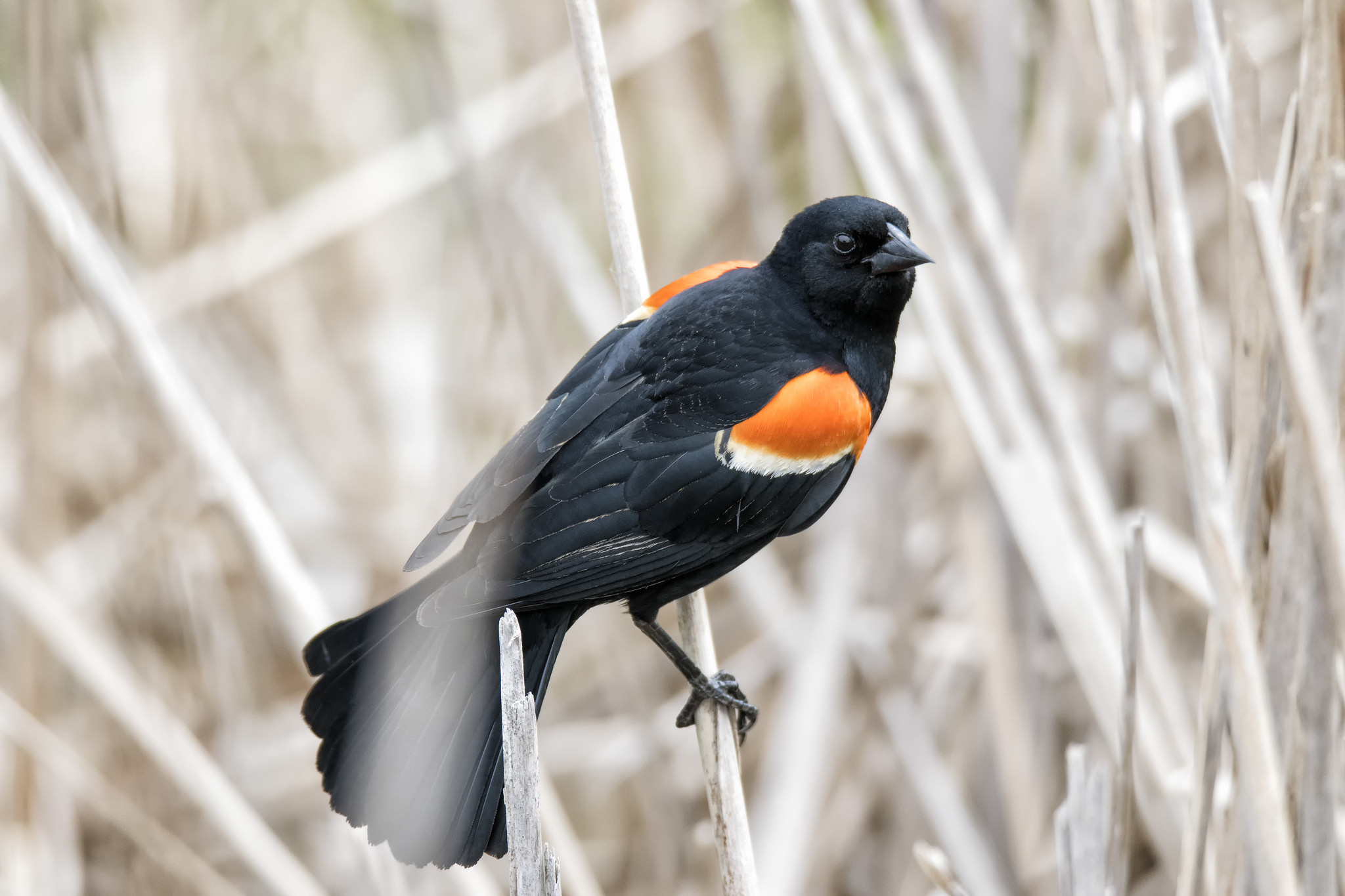 Red-winged Blackbird