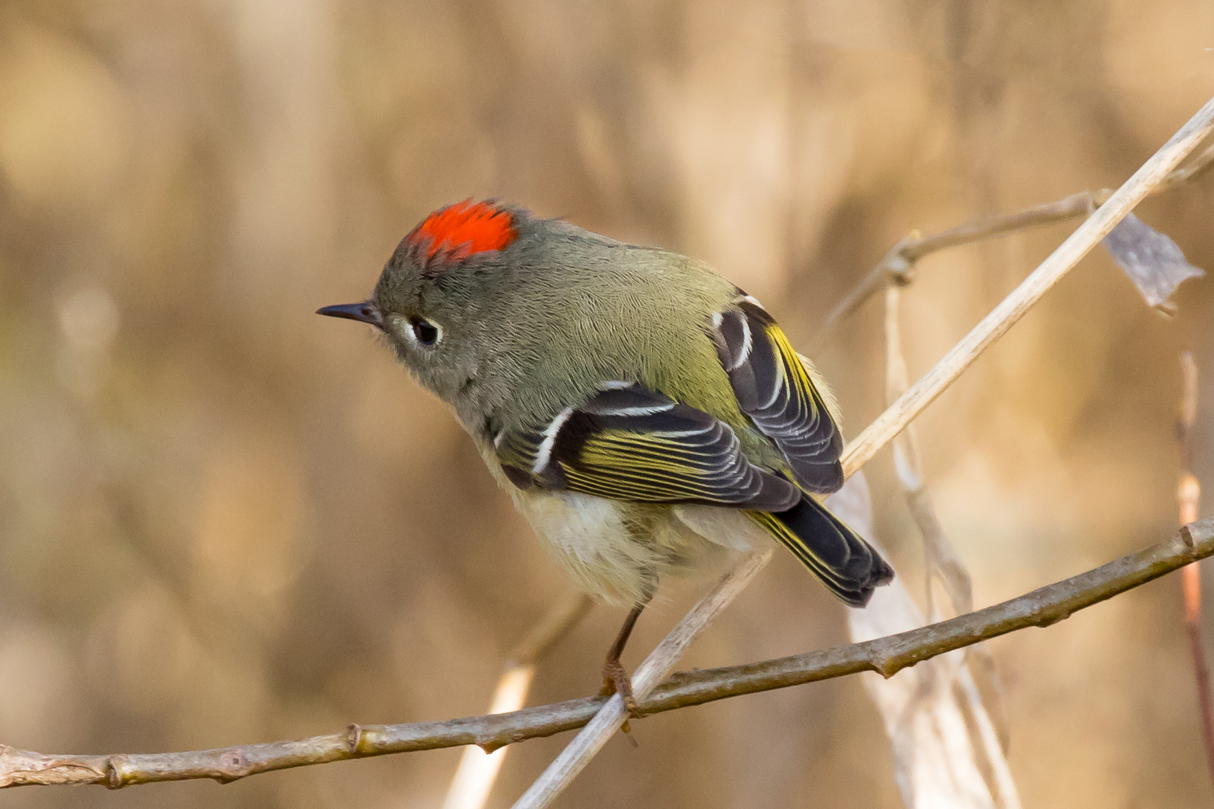 Ruby-crowned Kinglet