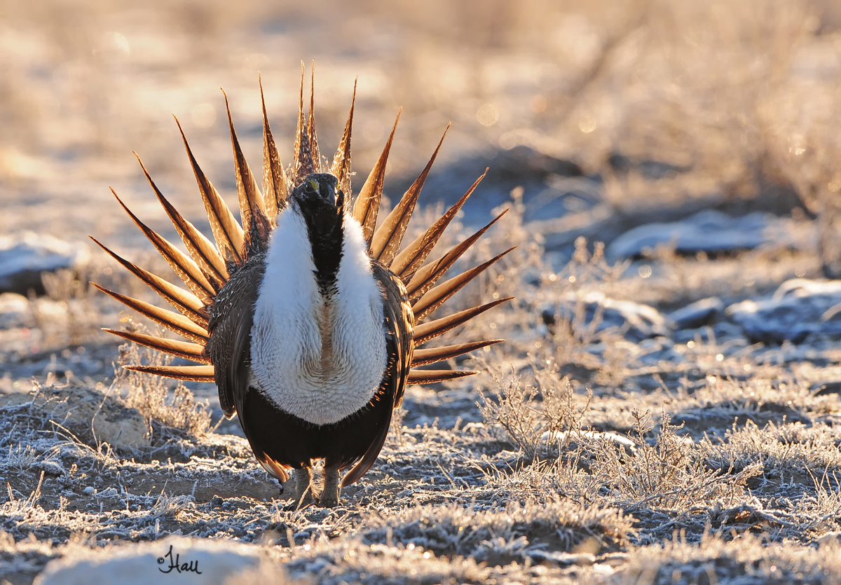 Sage Grouse Sierra Nevada Aquatic Research Laboratory