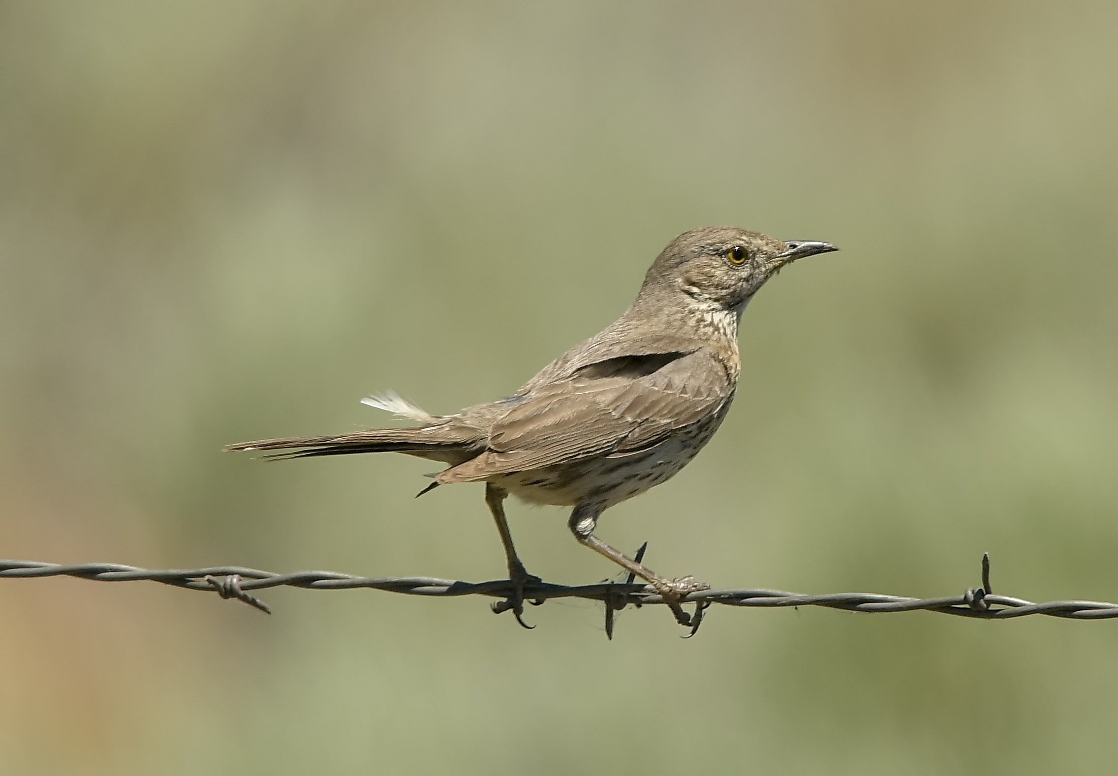 Sage Thrasher