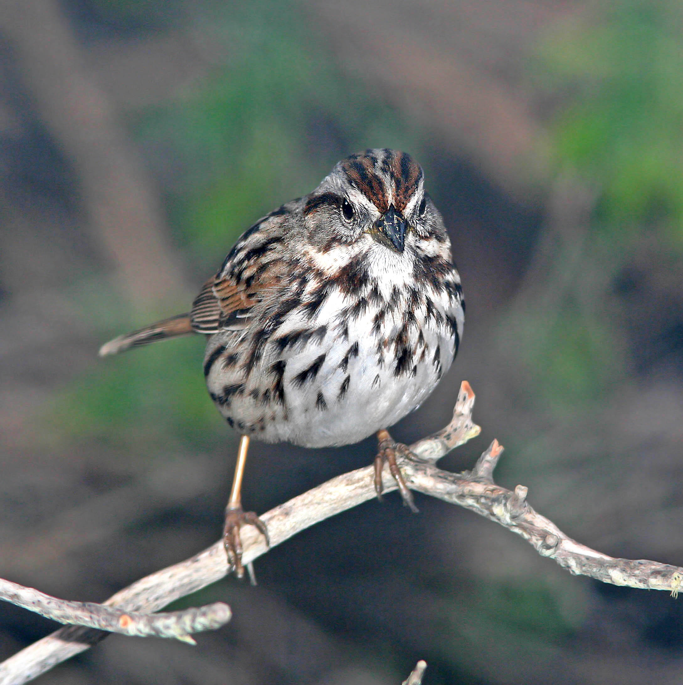 Song Sparrow