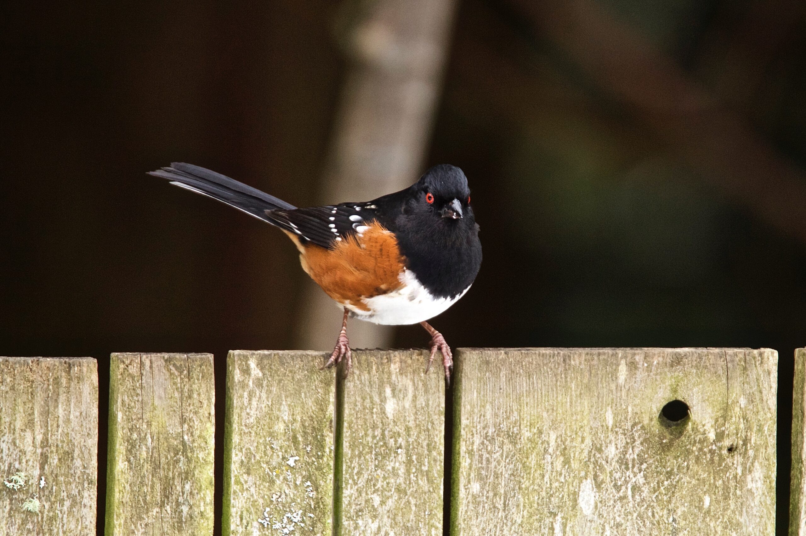 Spotted Towhee